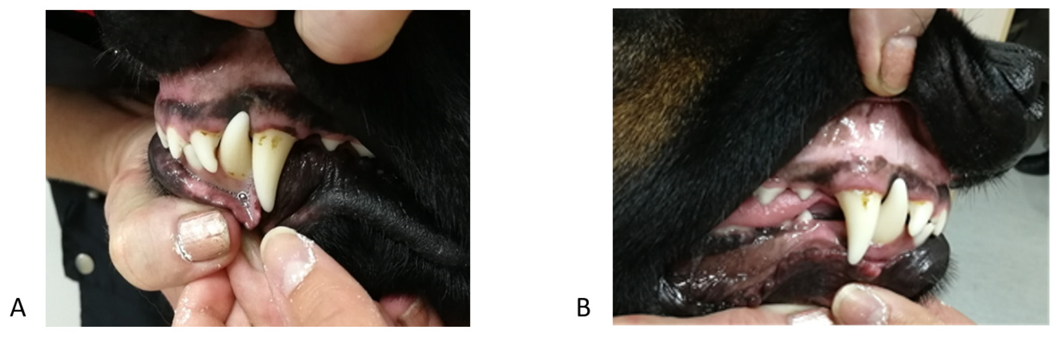 Vetsci 09 00392 g003 550