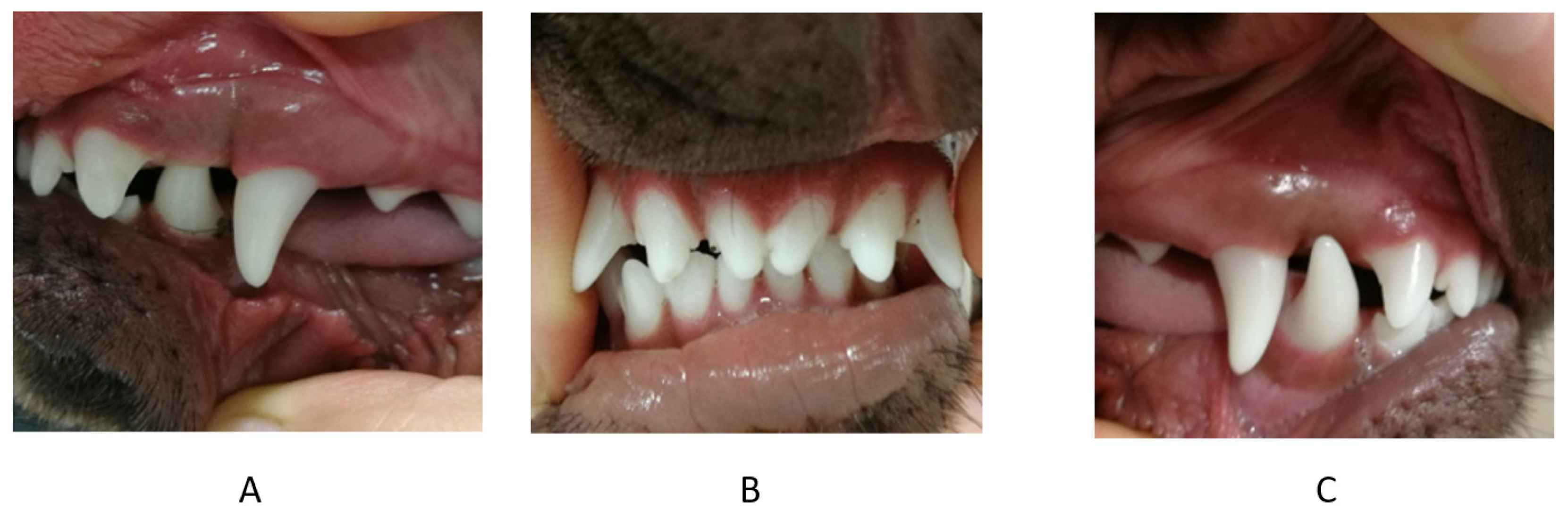 Vetsci 09 00392 g005 550