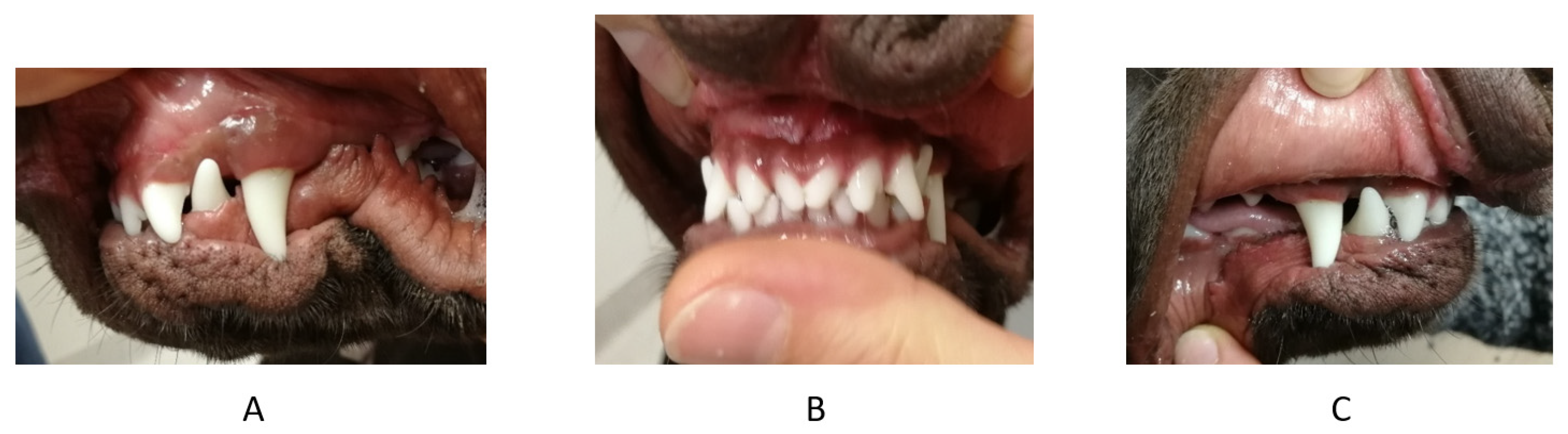 Vetsci 09 00392 g007 550