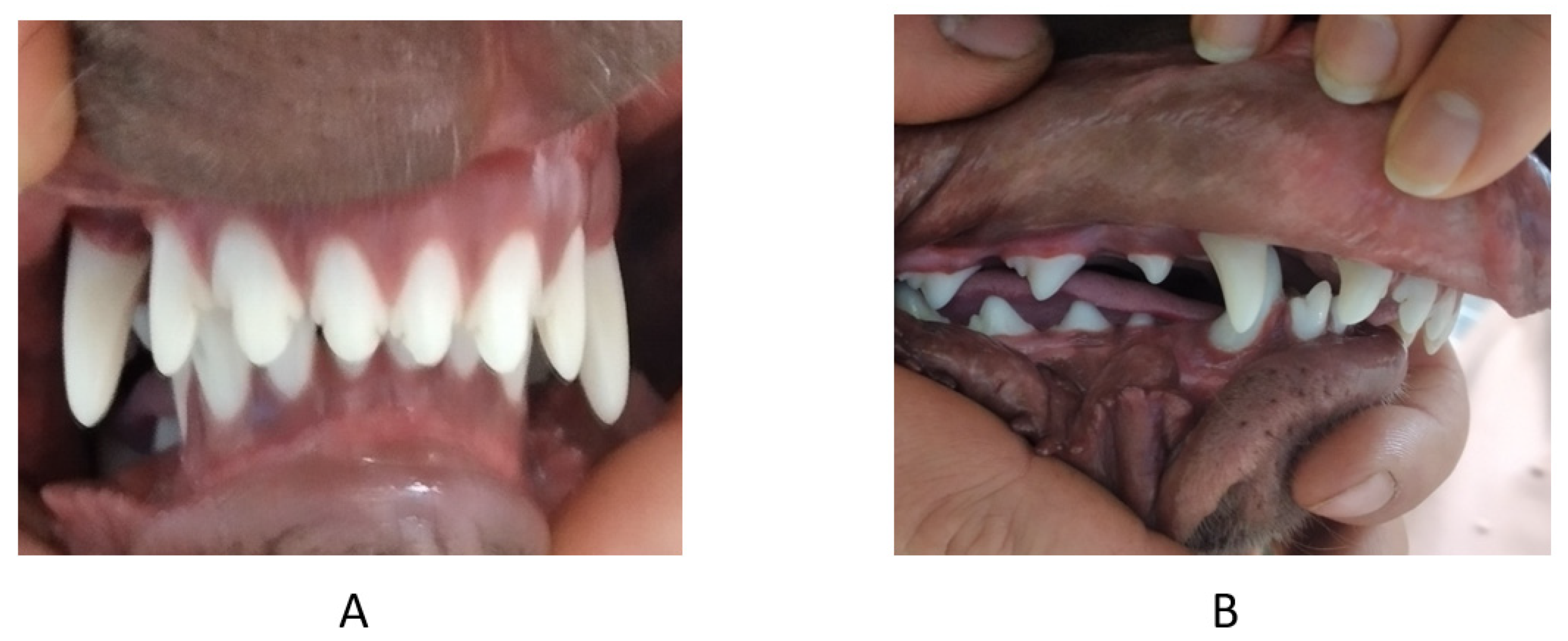 Vetsci 09 00392 g009 550