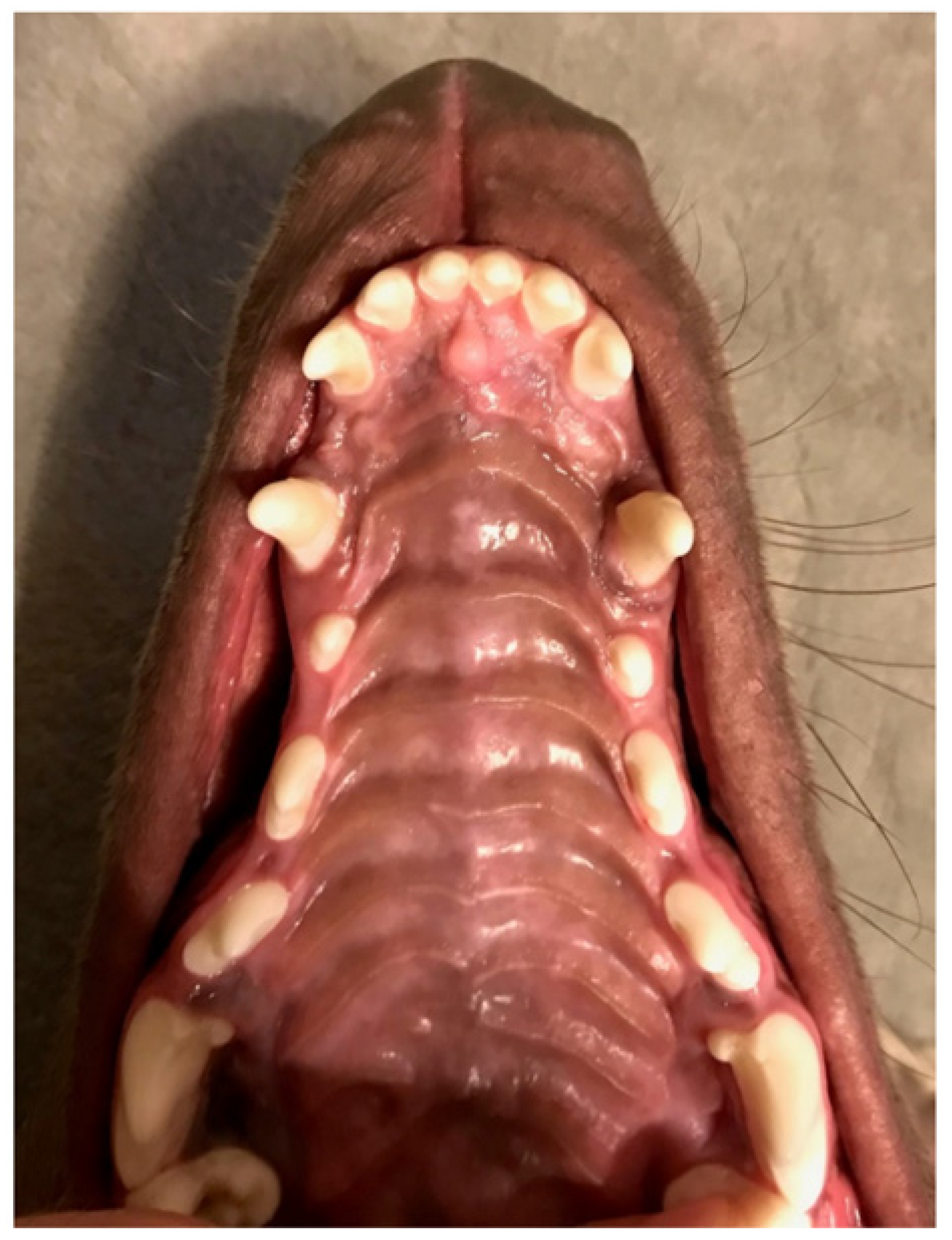 Veterinary sciences free full text orthodontic treatment of dogs