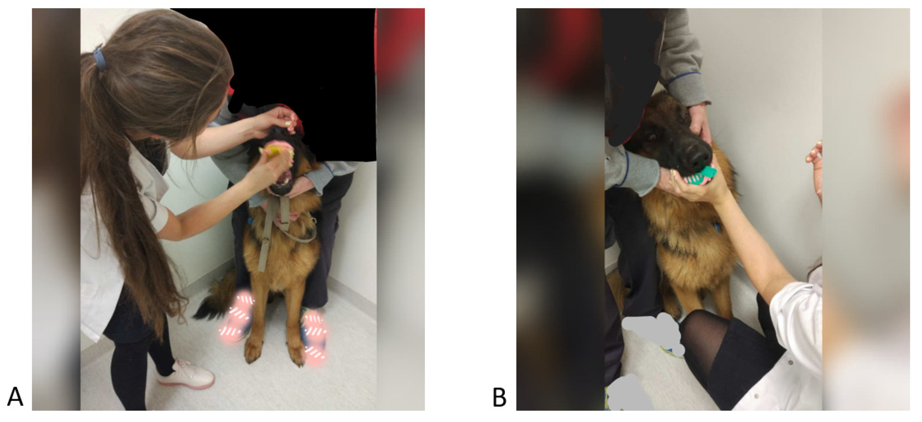 Vetsci 09 00392 g013 550