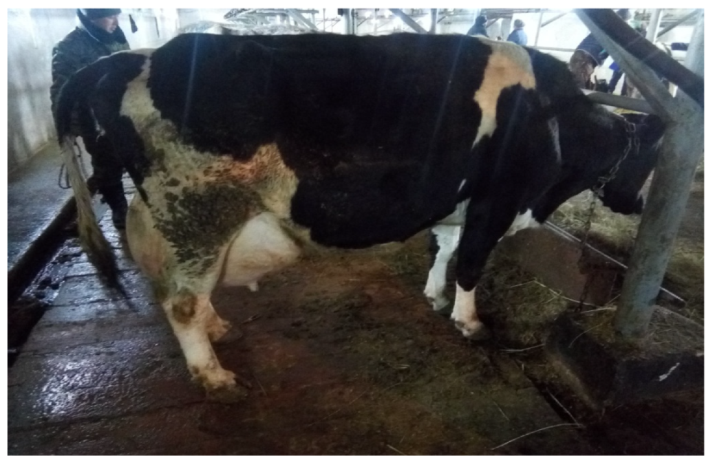 Vetsci 09 00398 g002 Vetsci 09 00398 g002