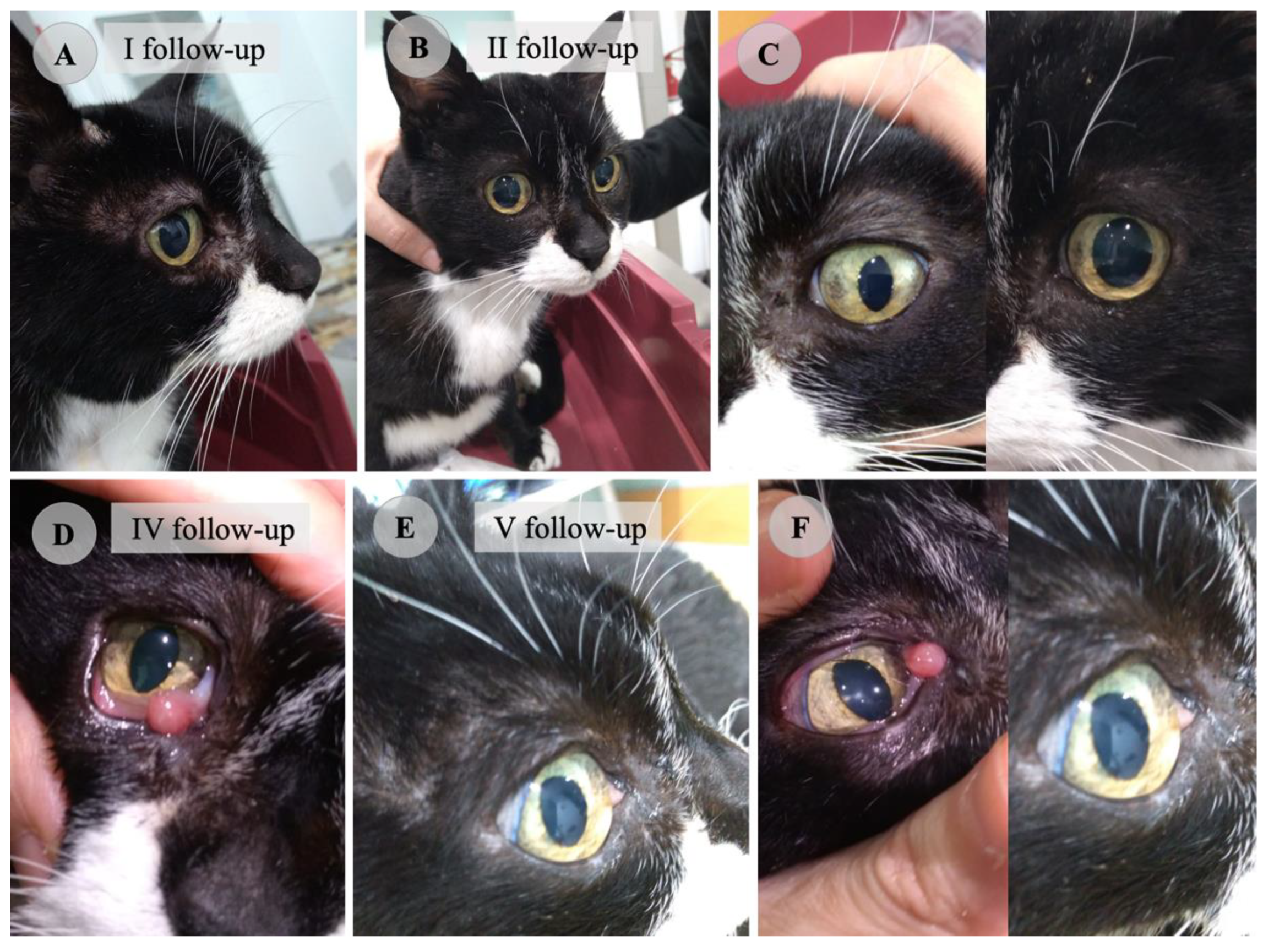 Vetsci 09 00400 g002 550