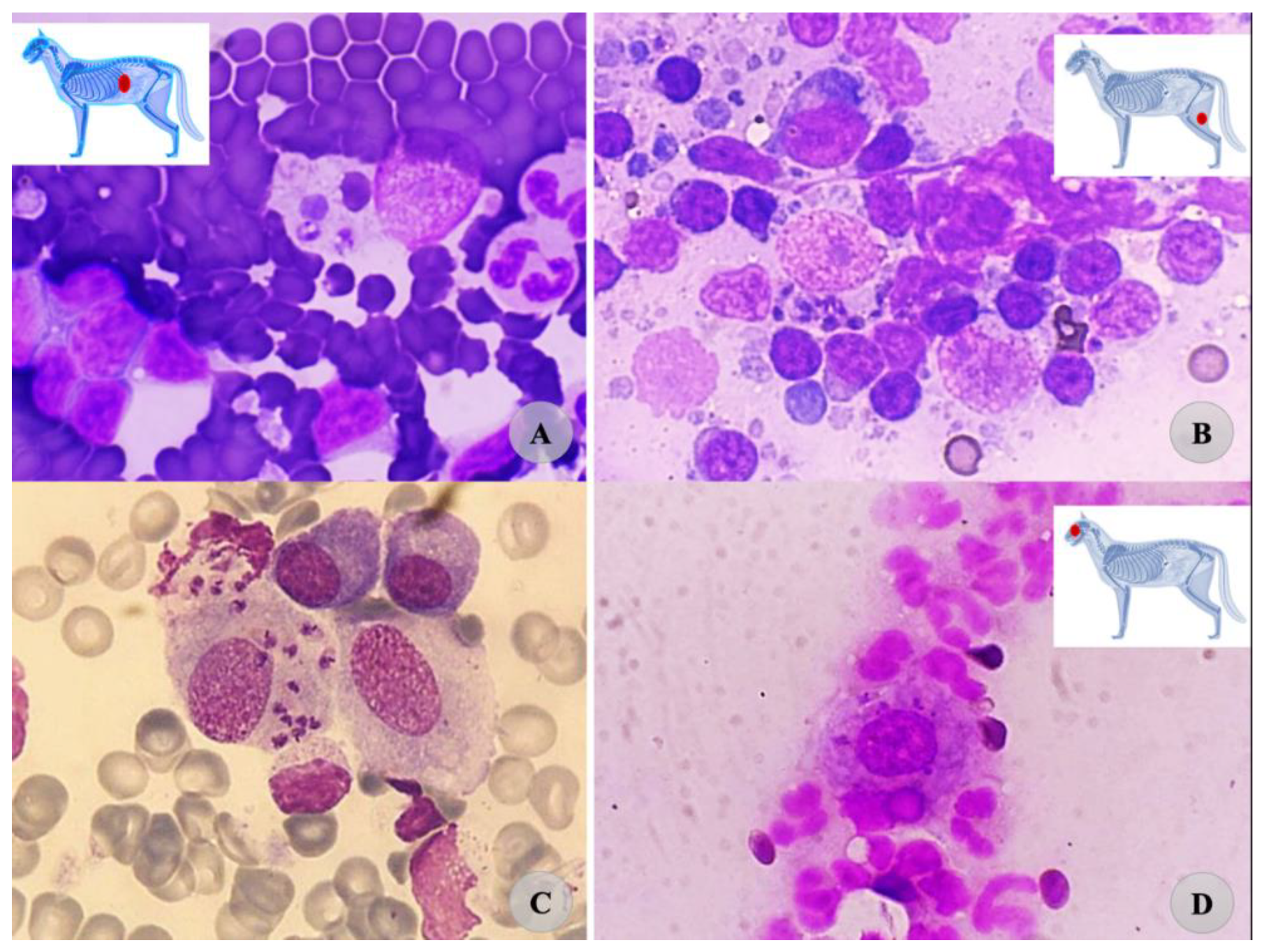 Vetsci 09 00400 g003 550