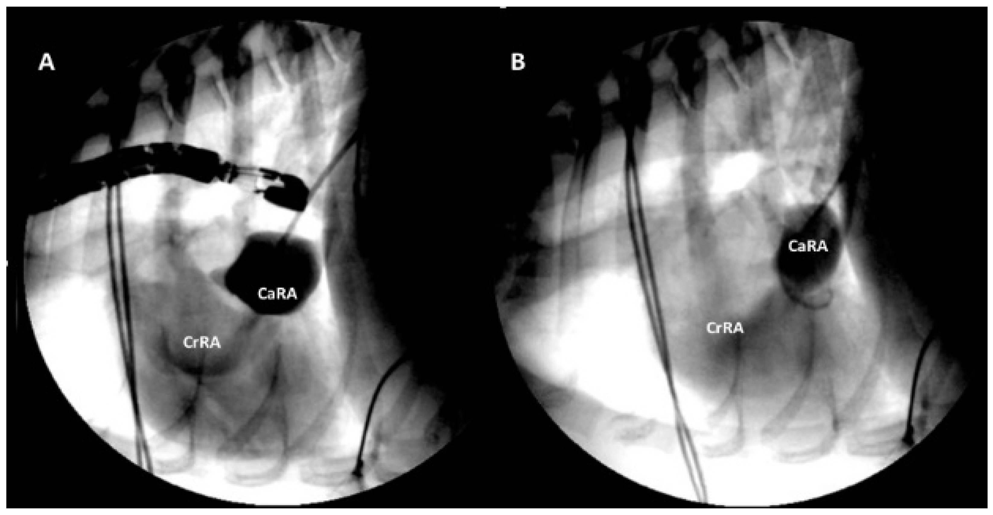 Vetsci 09 00419 g003