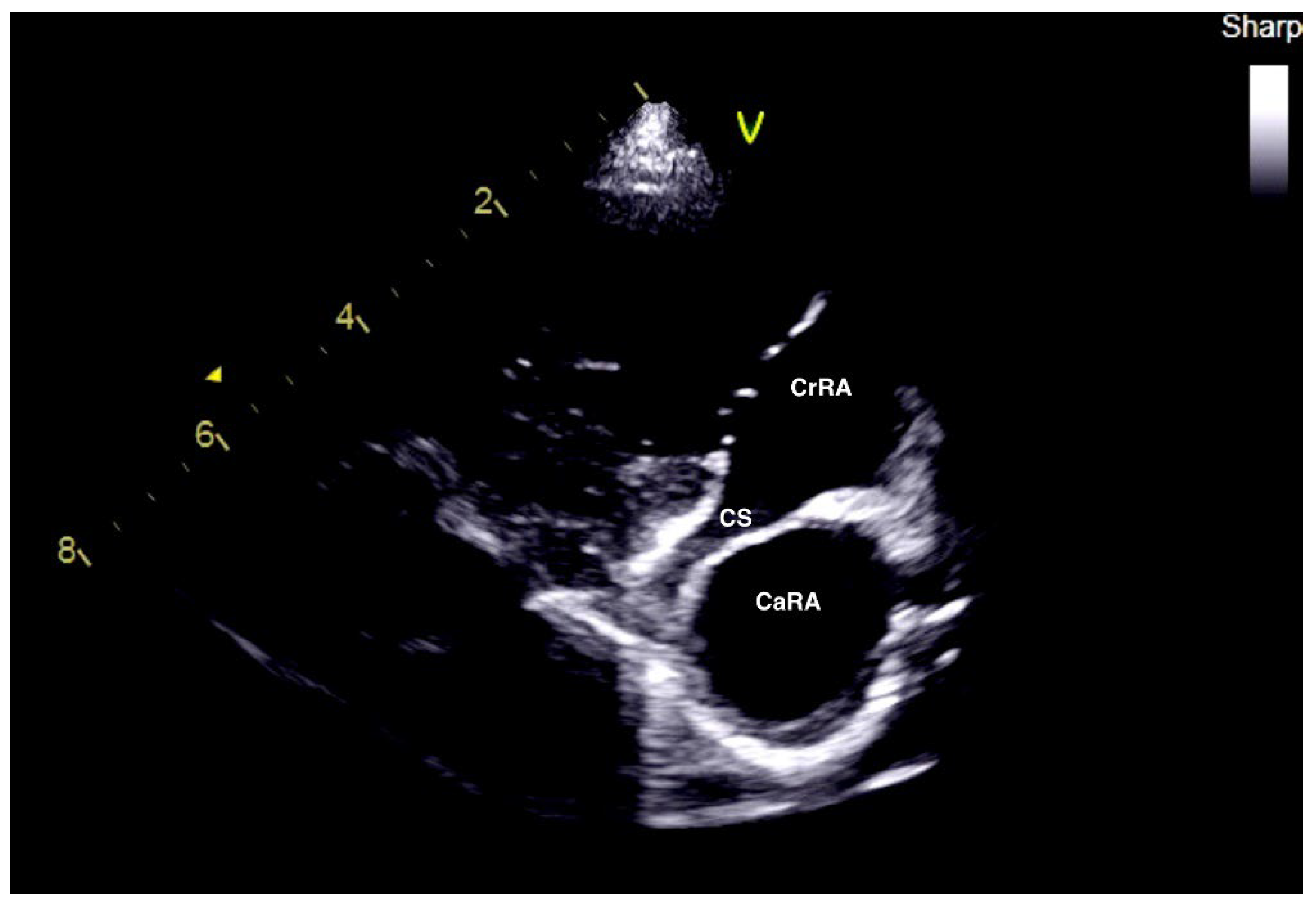 Vetsci 09 00419 g004