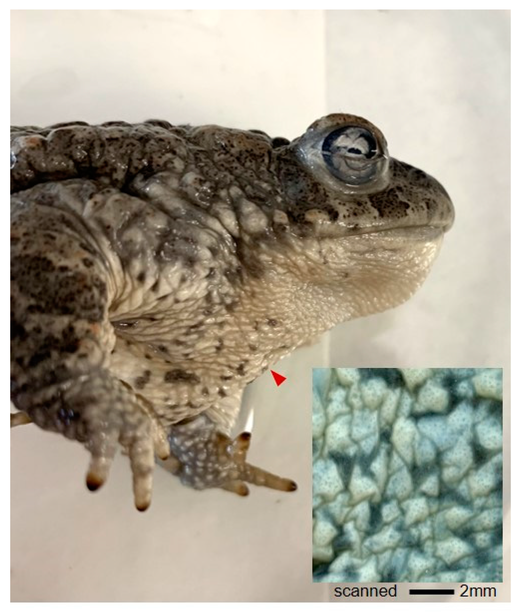 Vetsci 09 00423 g002 550