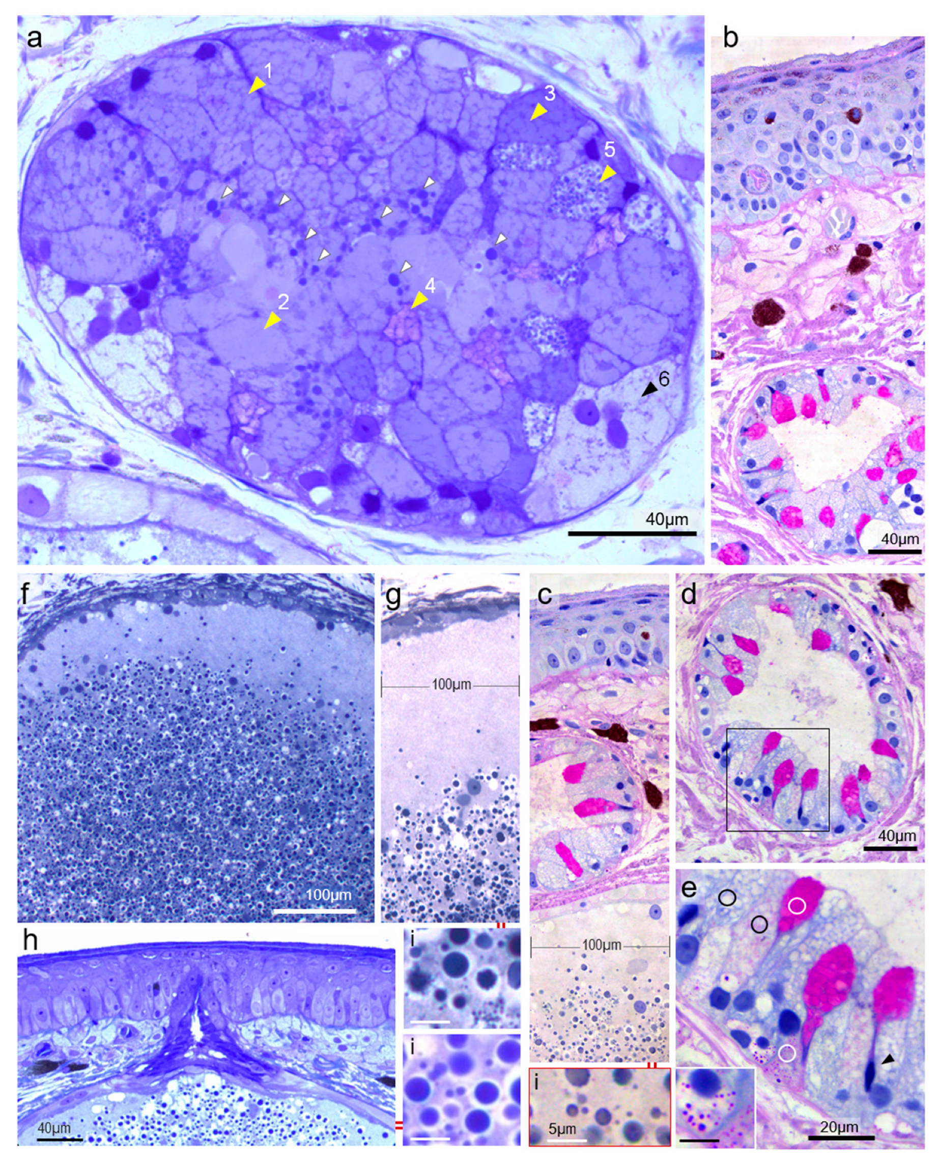 Vetsci 09 00423 g004 550