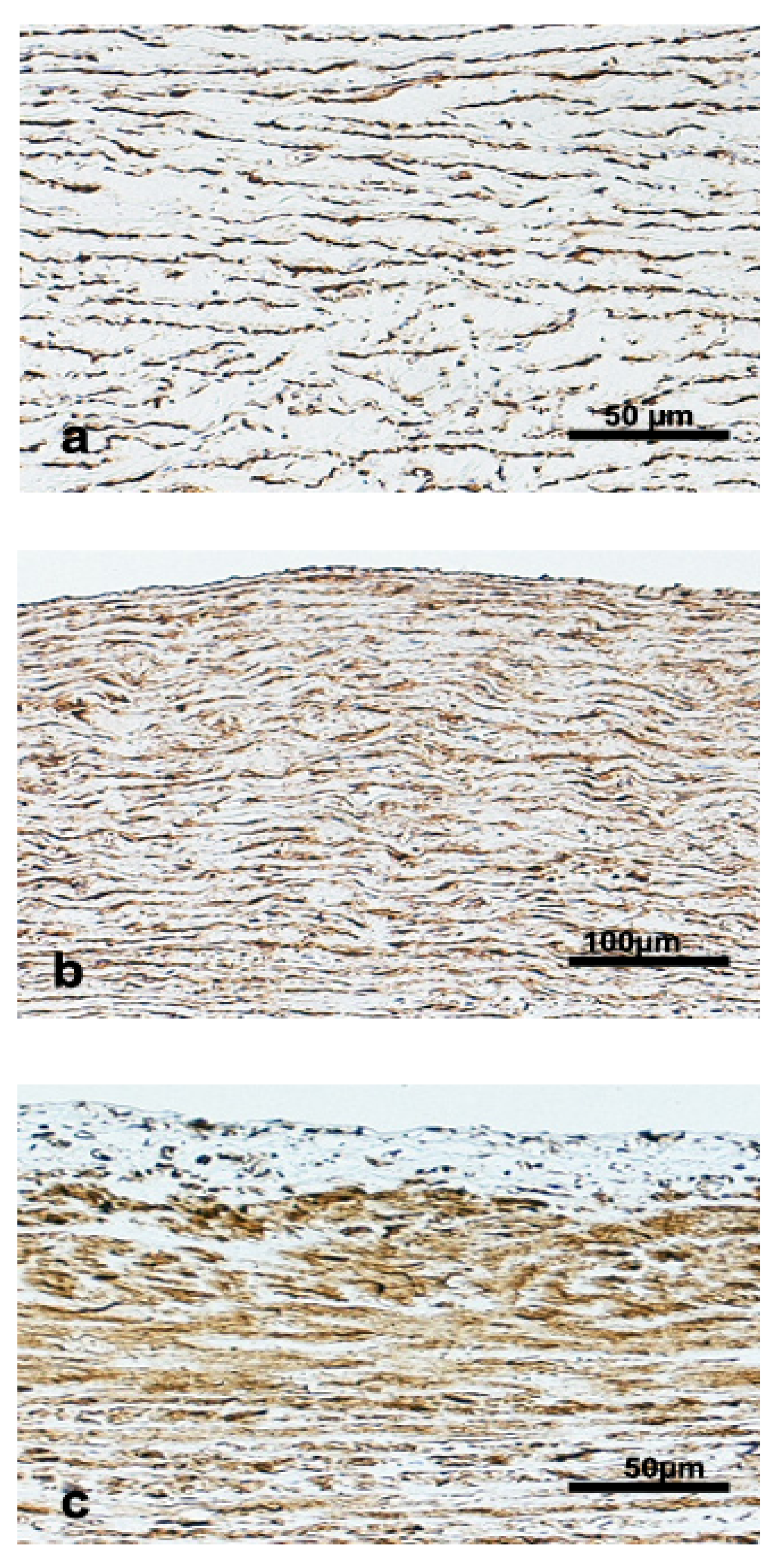 Vetsci 09 00424 g007 550