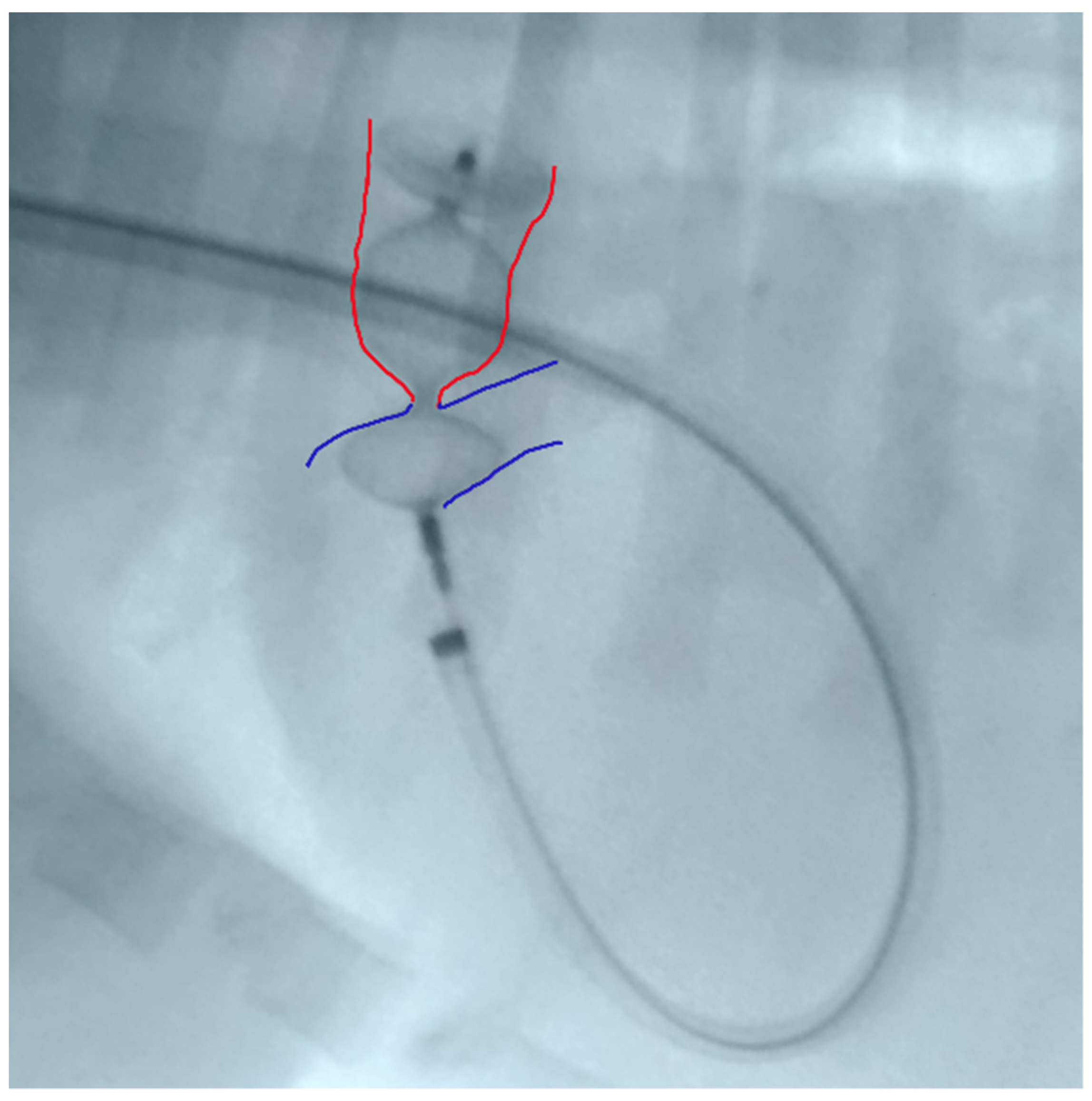 Vetsci 09 00431 g004