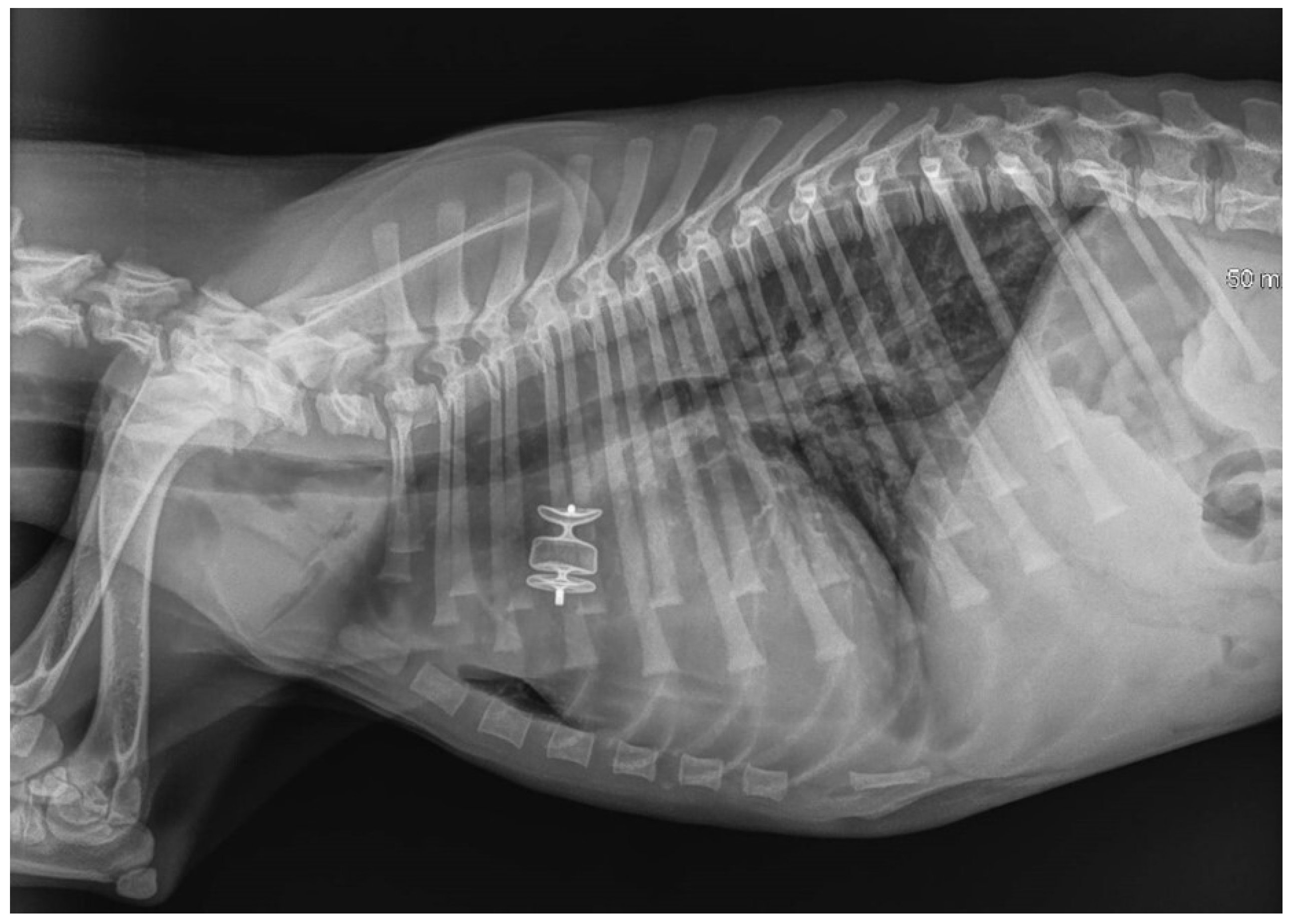 Vetsci 09 00431 g006