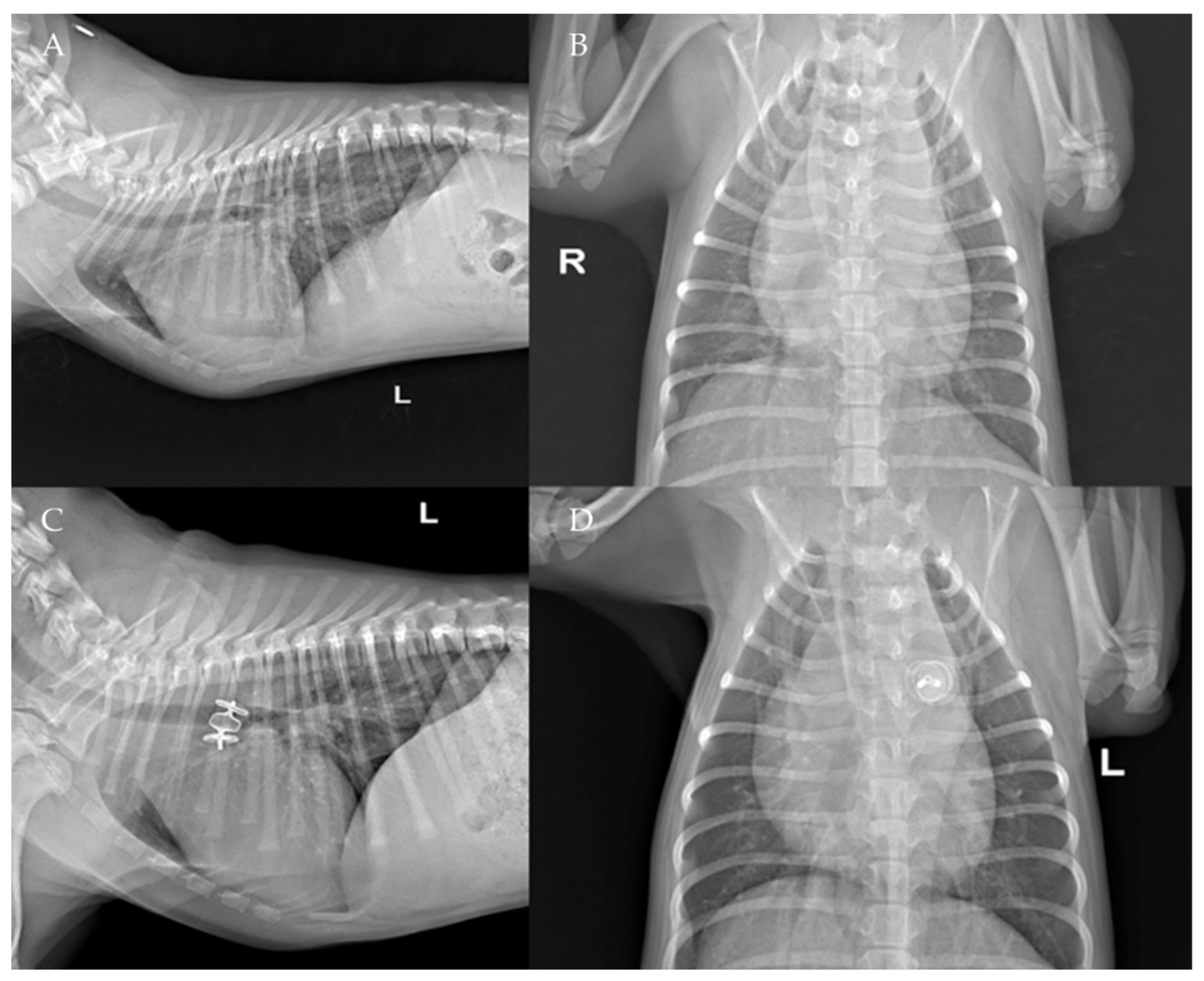 Vetsci 09 00431 g008