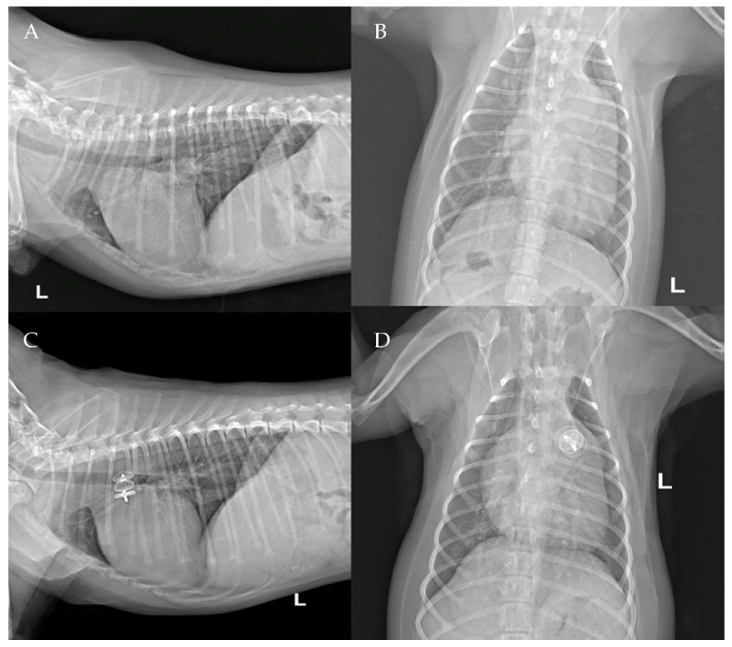 Vetsci 09 00431 g009