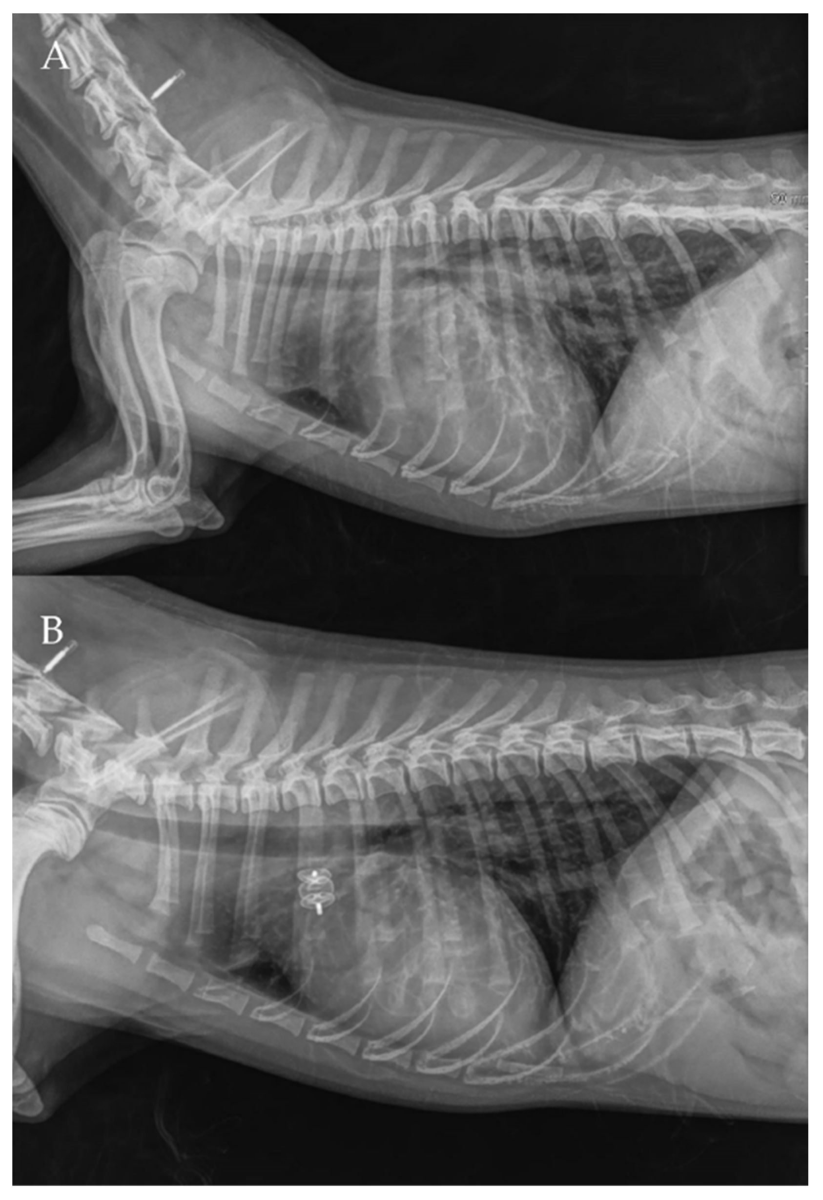 Vetsci 09 00431 g010