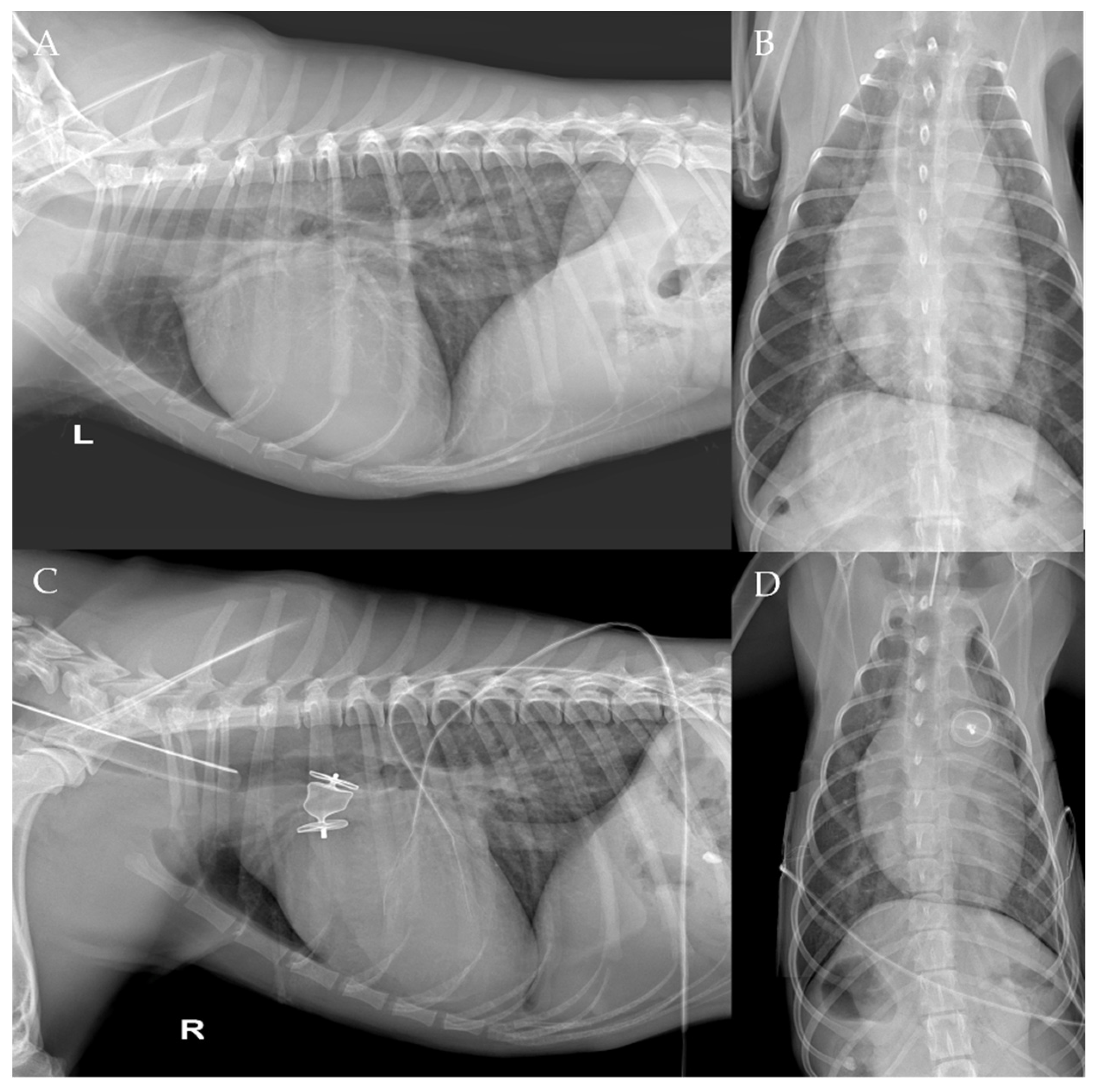 Vetsci 09 00431 g012