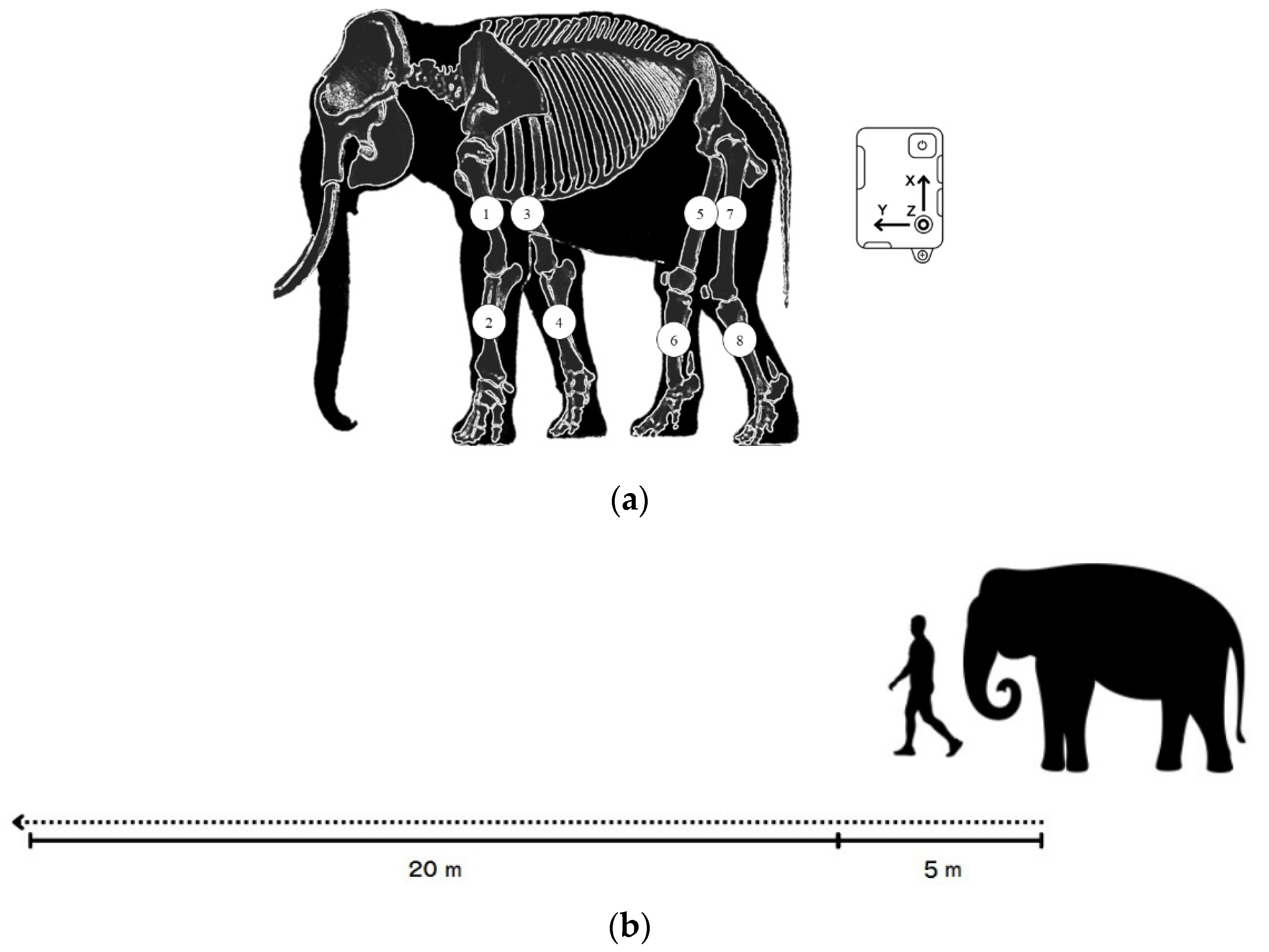 Vetsci 09 00432 g001 Vetsci 09 00432 g001