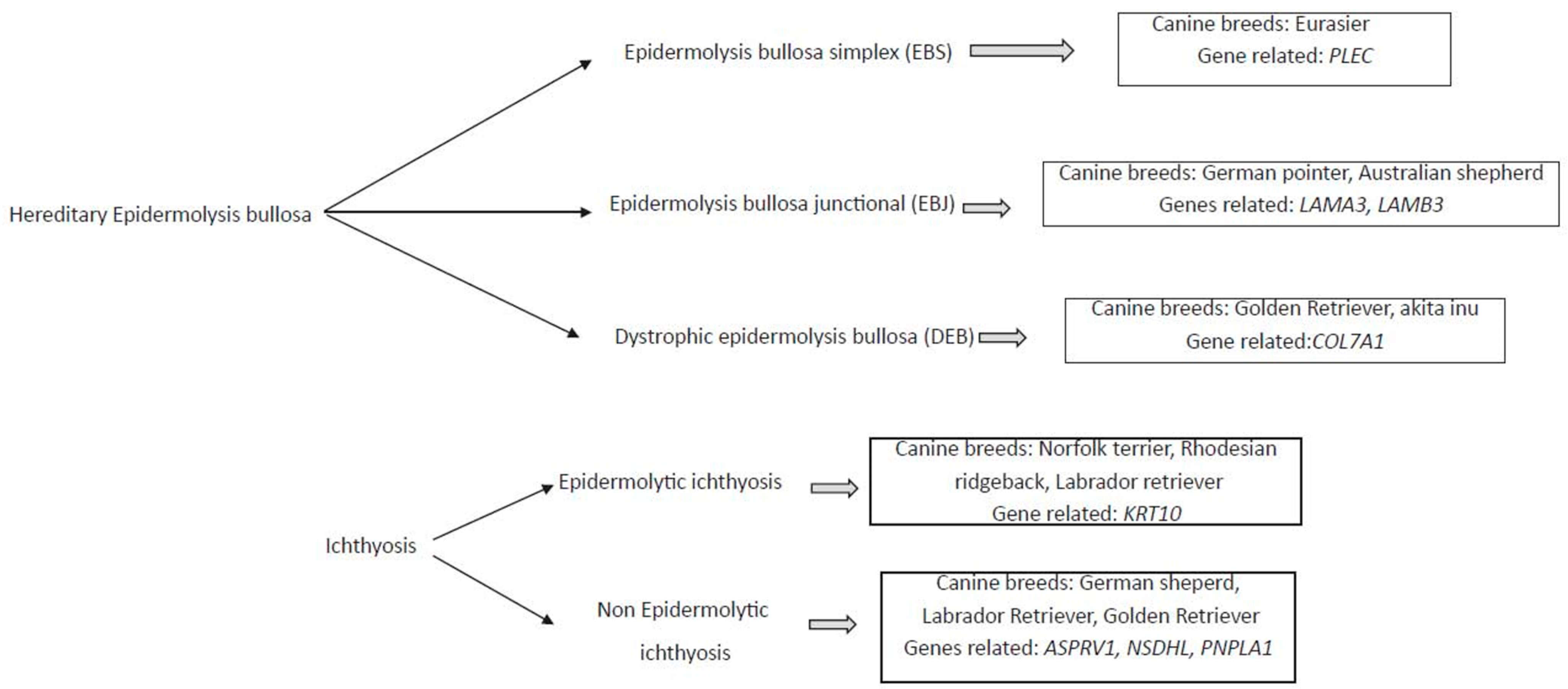 Vetsci 09 00433 g001