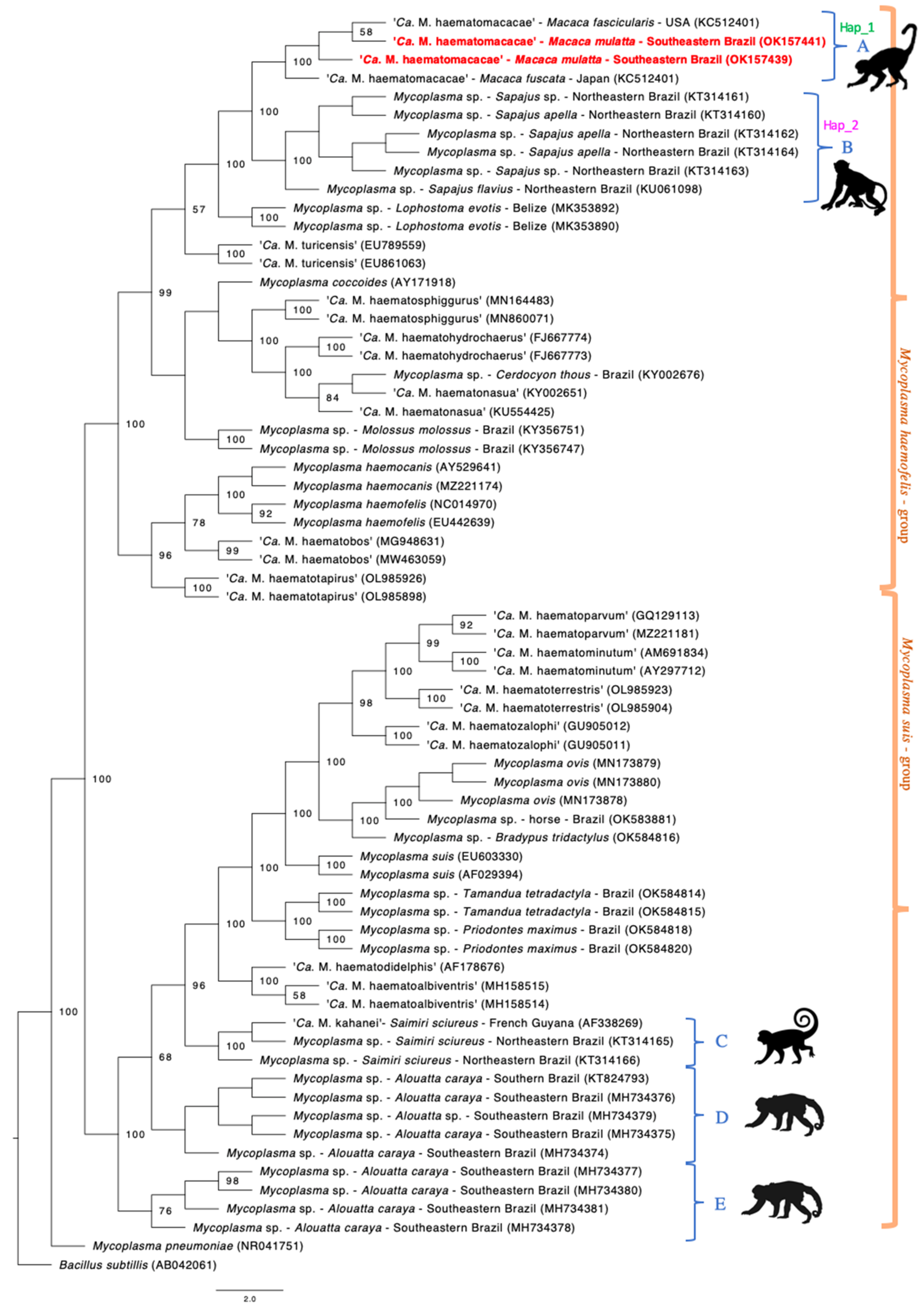 Vetsci 09 00443 g001 550