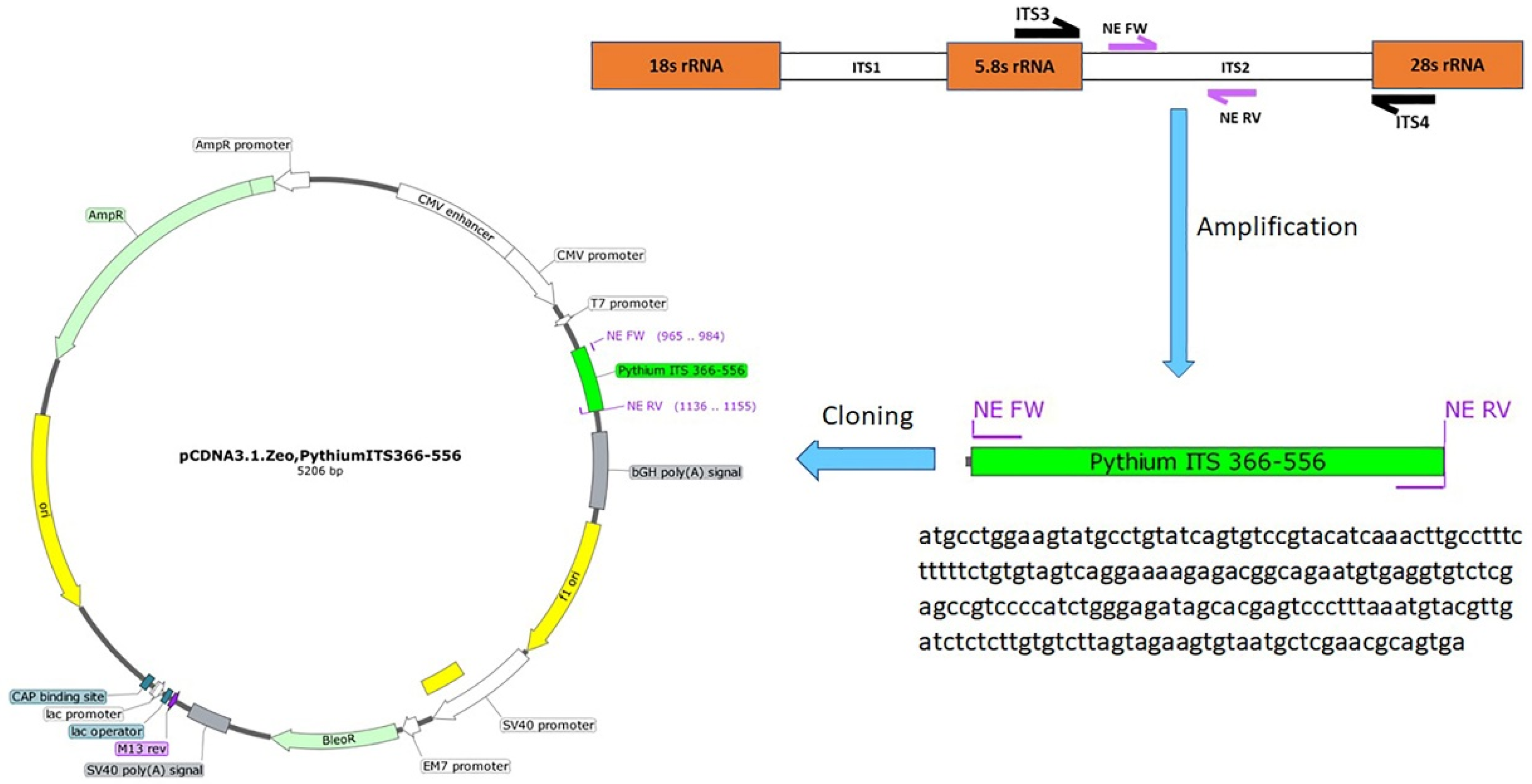 Vetsci 09 00444 g001 550