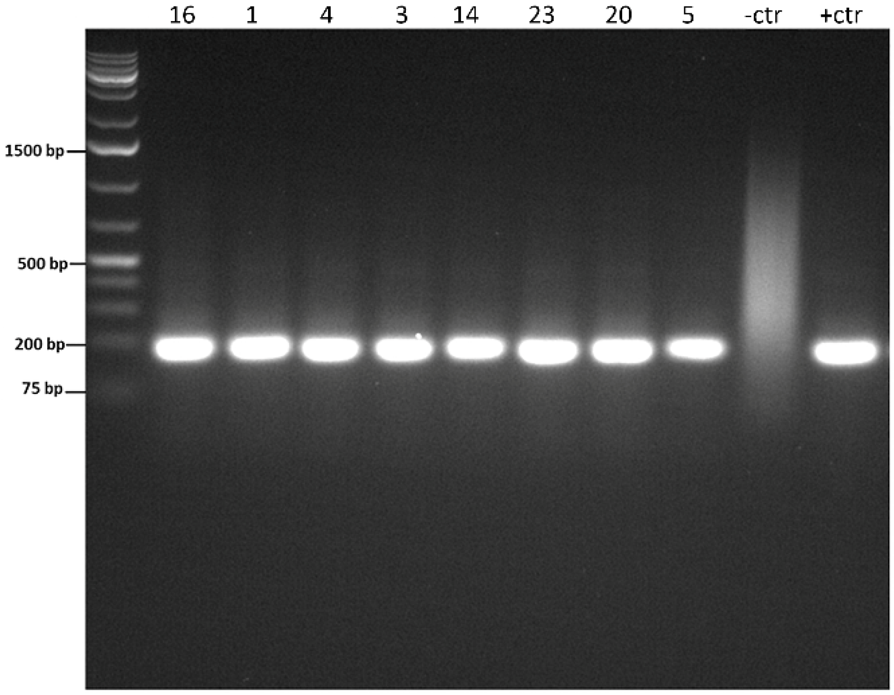 Vetsci 09 00444 g003 550