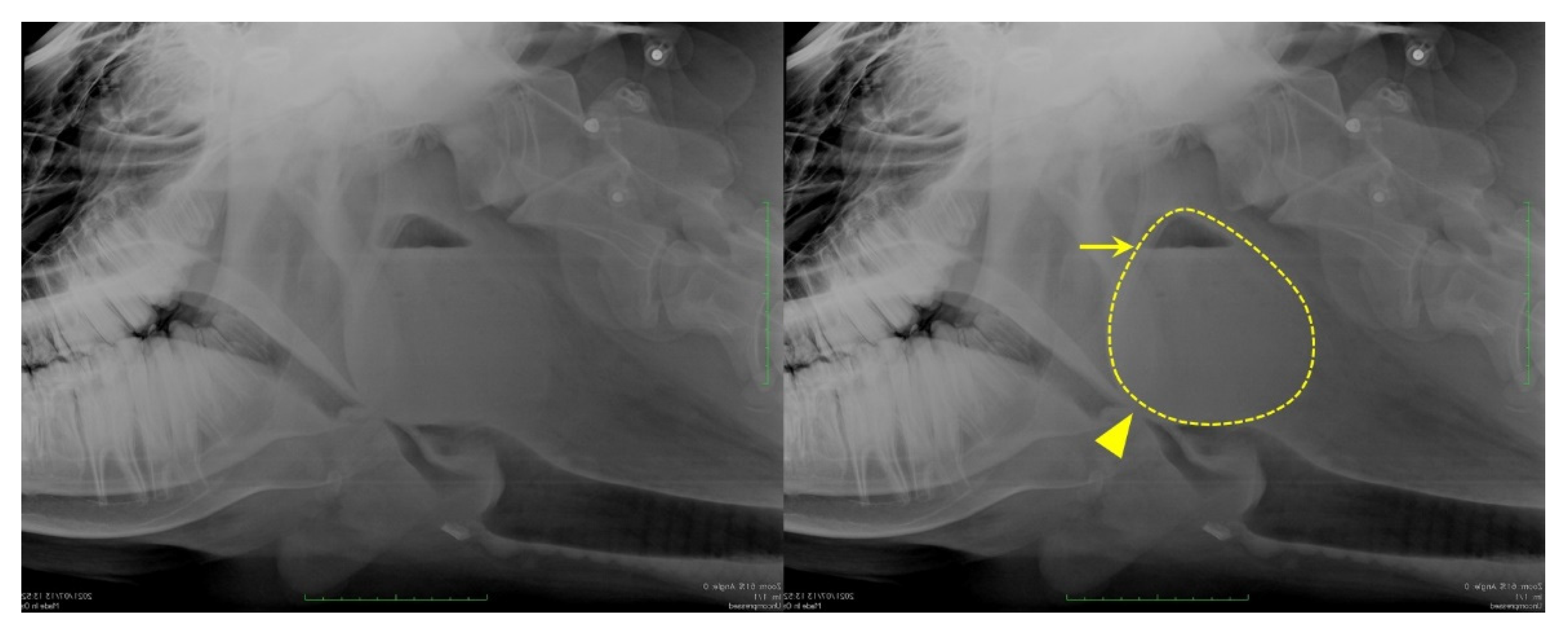 Vetsci 09 00446 g001 550