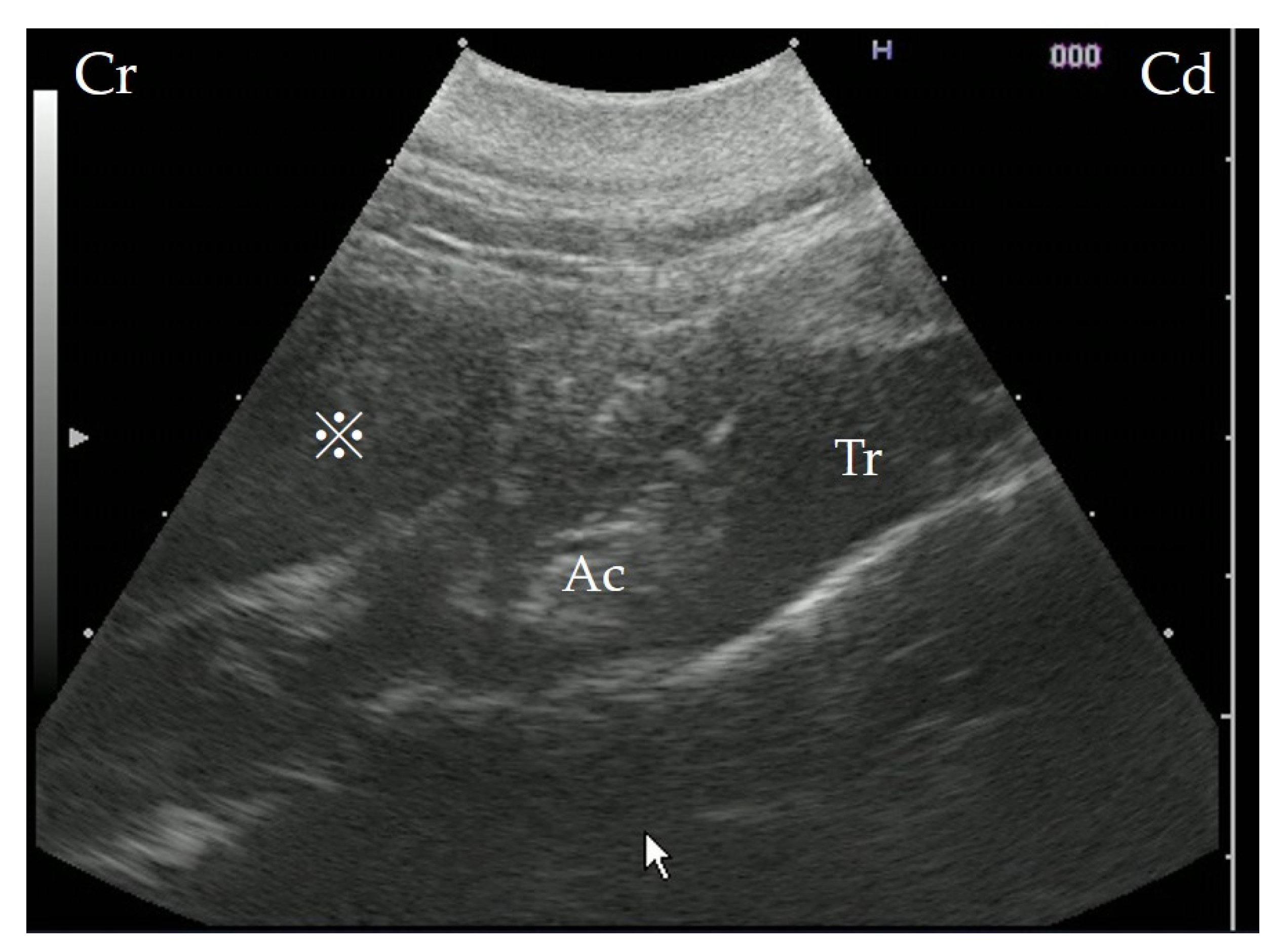 Vetsci 09 00446 g002 550