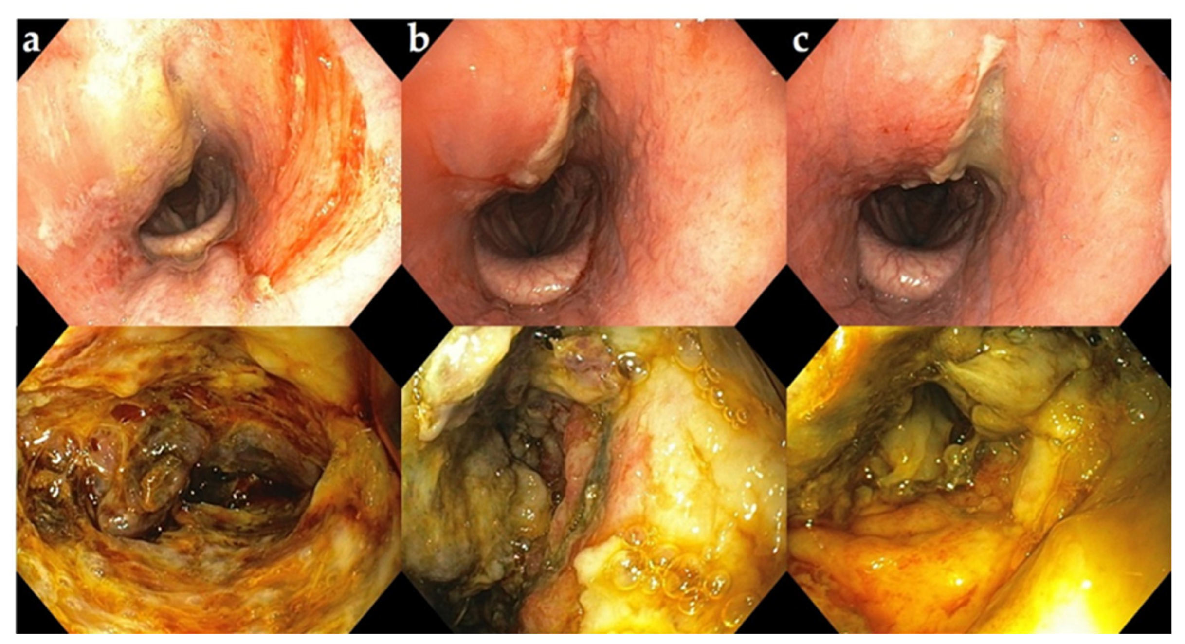 Vetsci 09 00446 g005 550