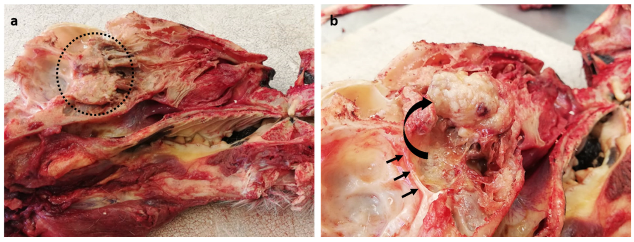 Vetsci 09 00457 g001 550