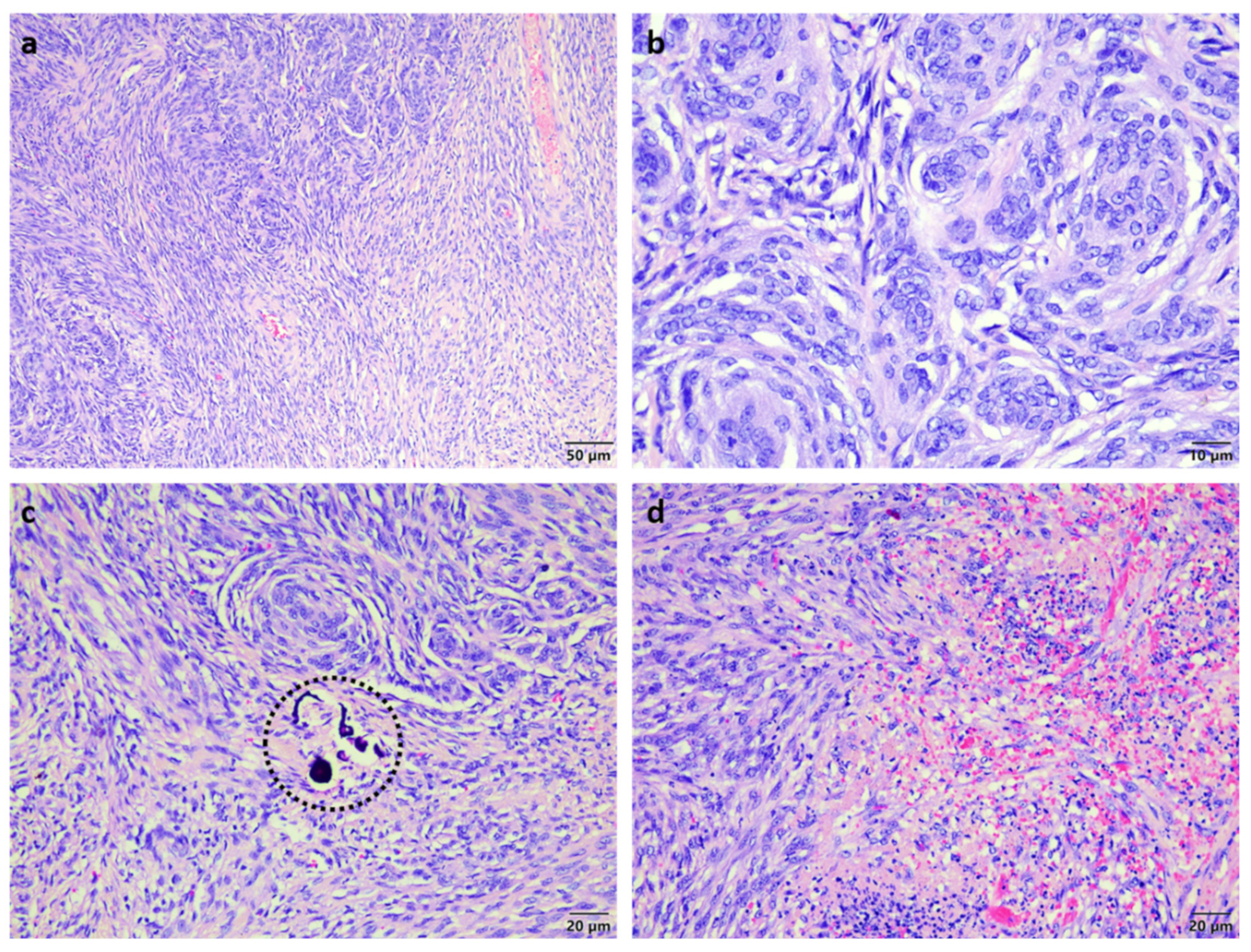 Vetsci 09 00457 g002 550