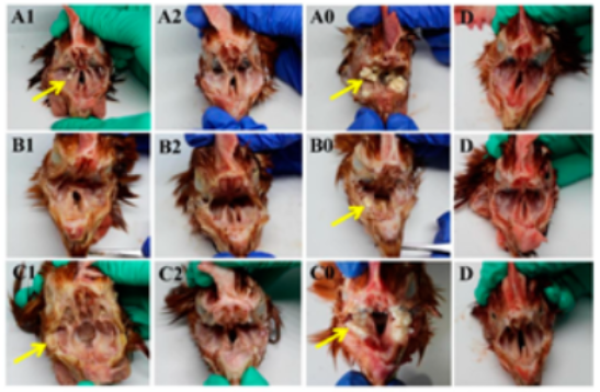 Vetsci 09 00458 g004 550