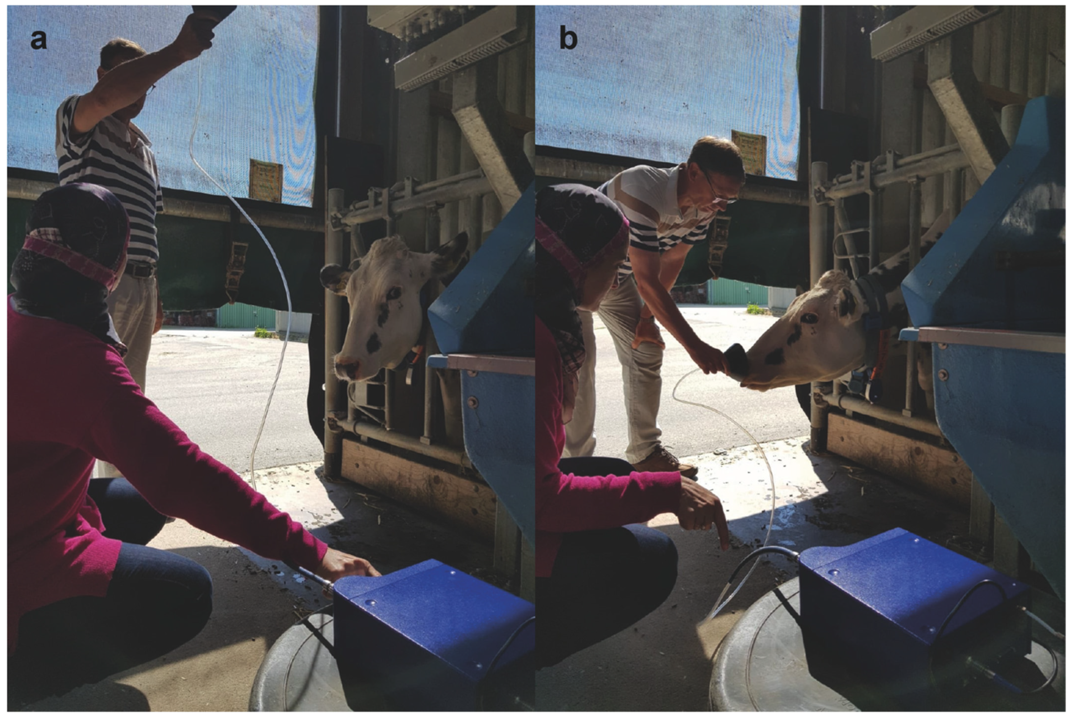 Vetsci 09 00461 g003 Vetsci 09 00461 g003