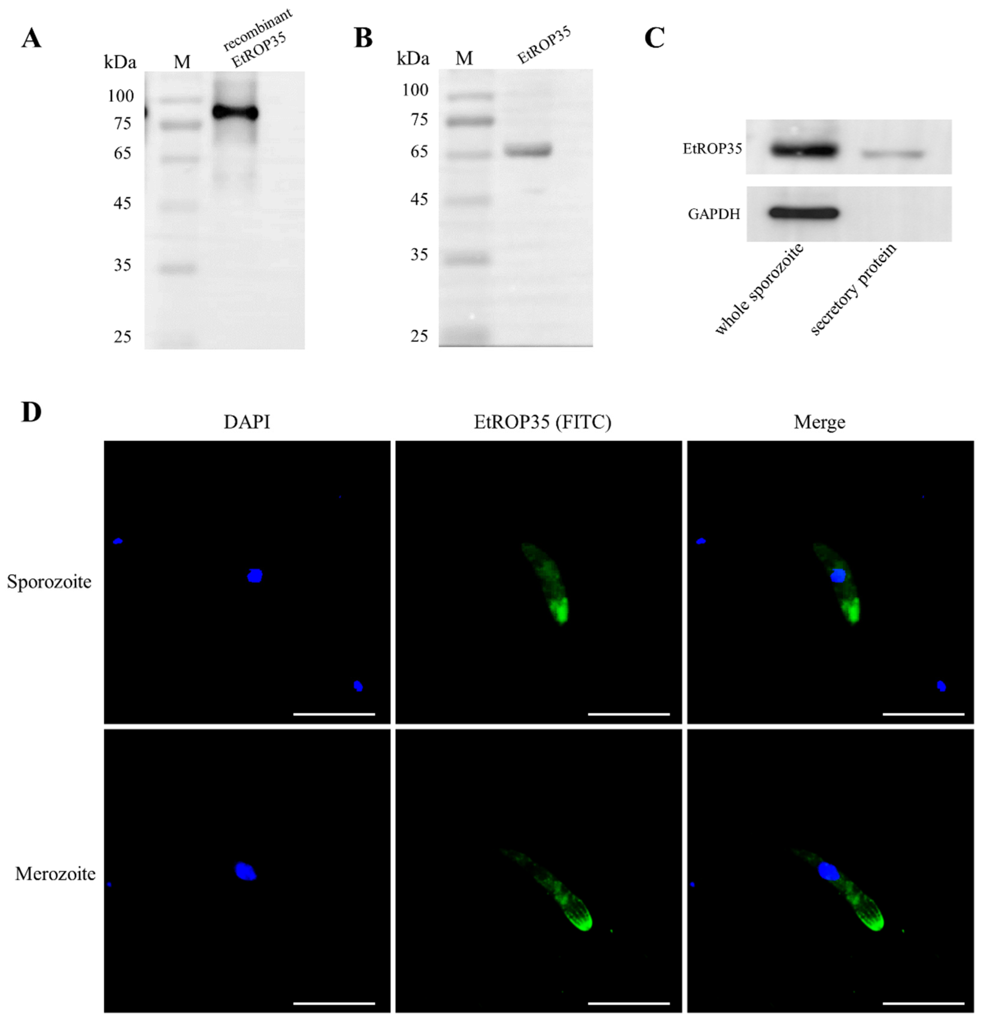 Vetsci 09 00465 g002 550