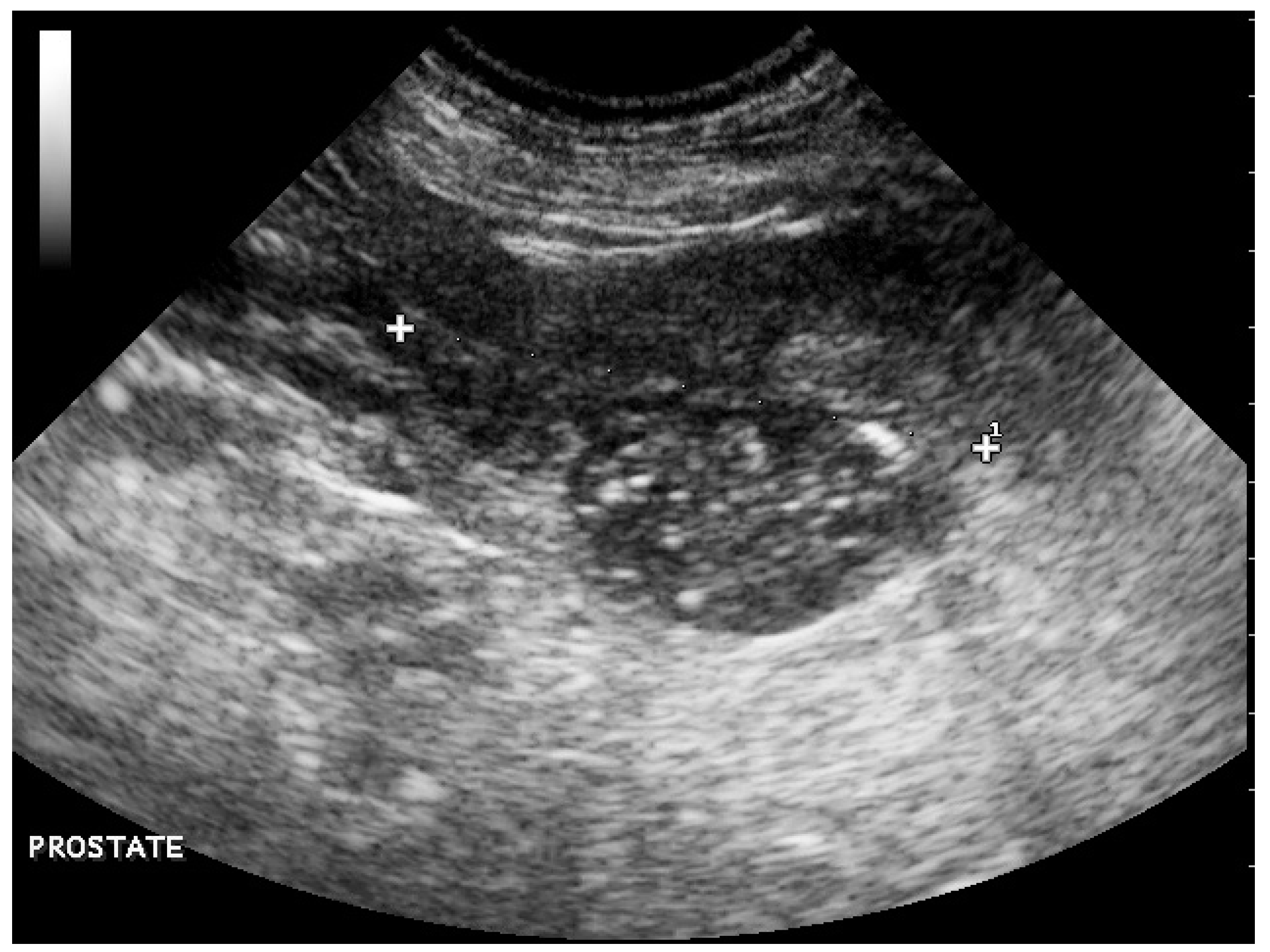 Vetsci 09 00466 g001 550