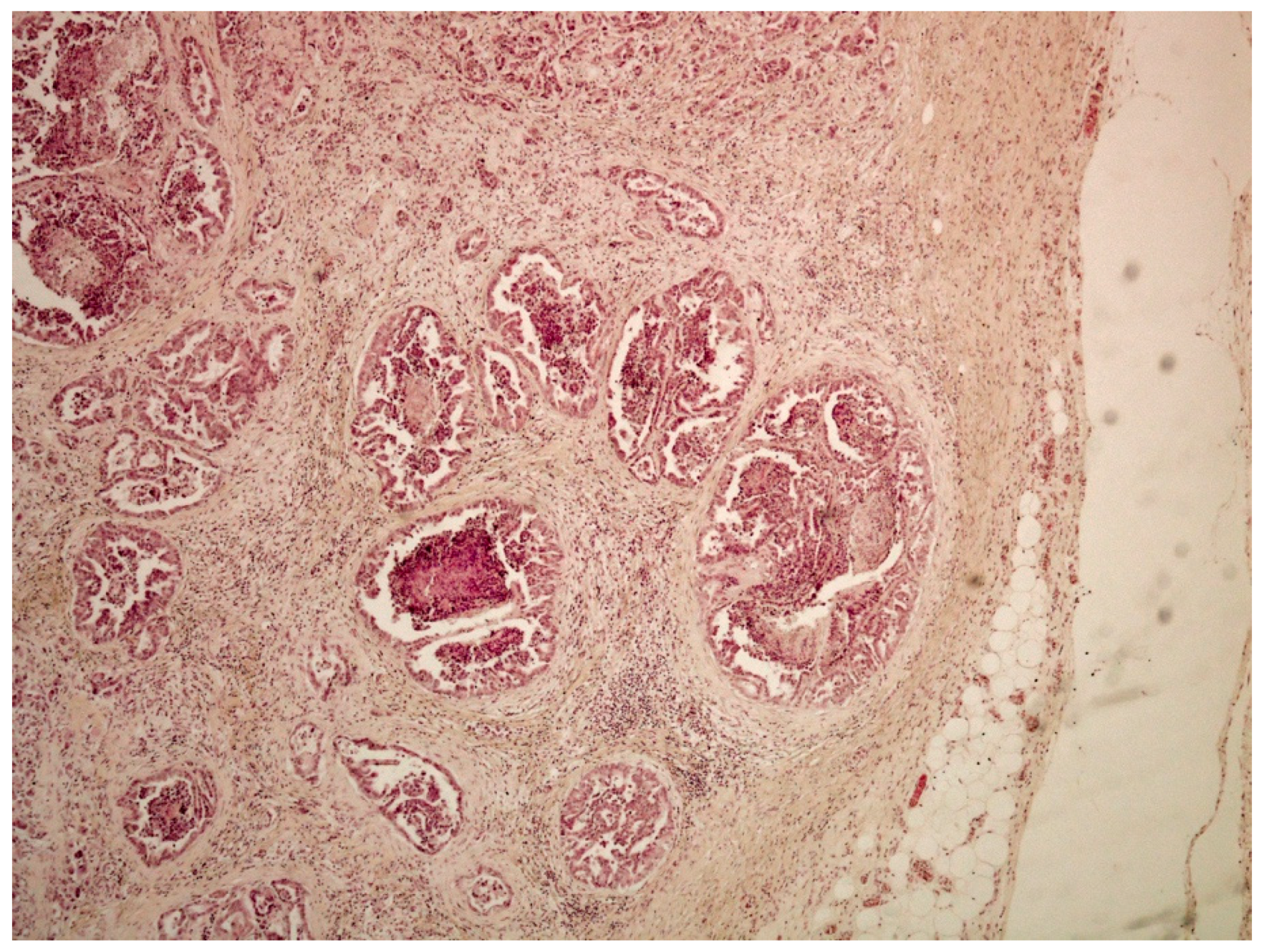 Vetsci 09 00466 g004 550