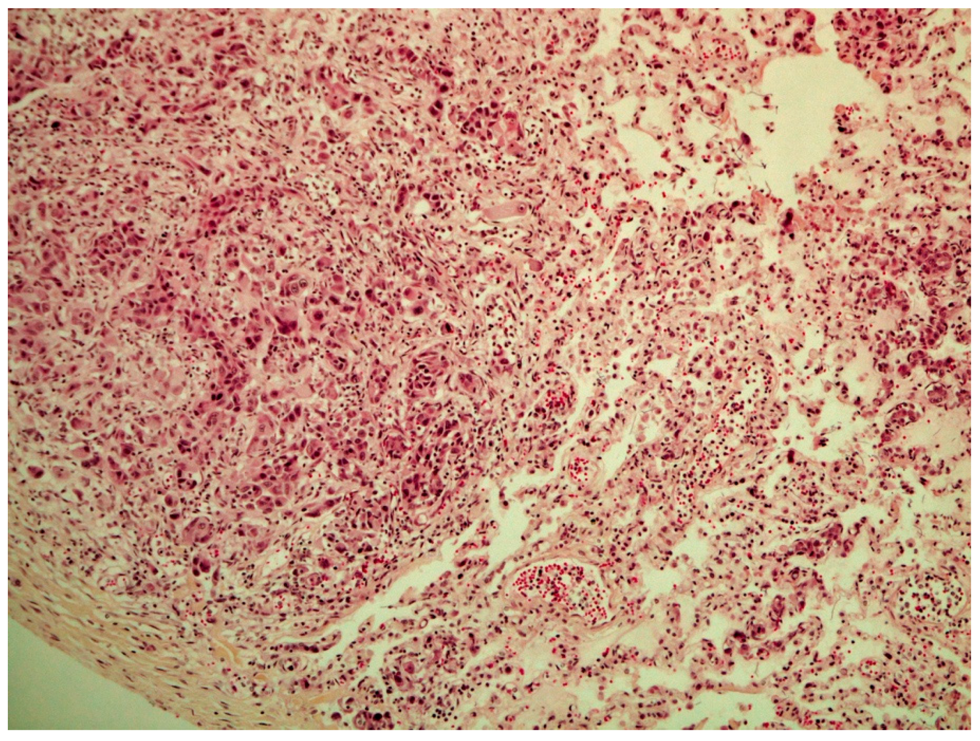 Vetsci 09 00466 g005 550