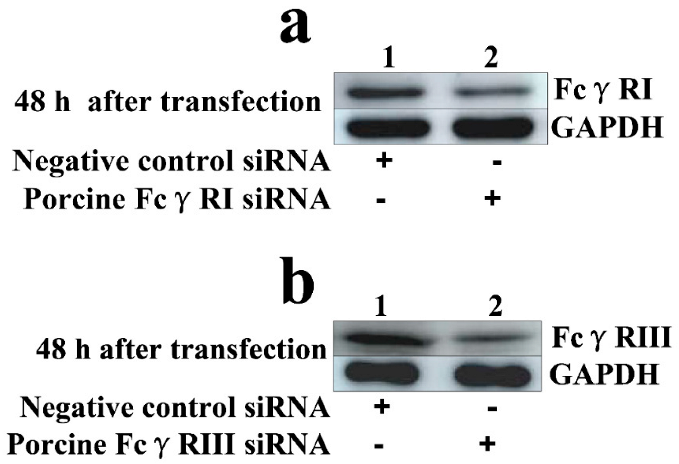 Vetsci 09 00470 g003 550