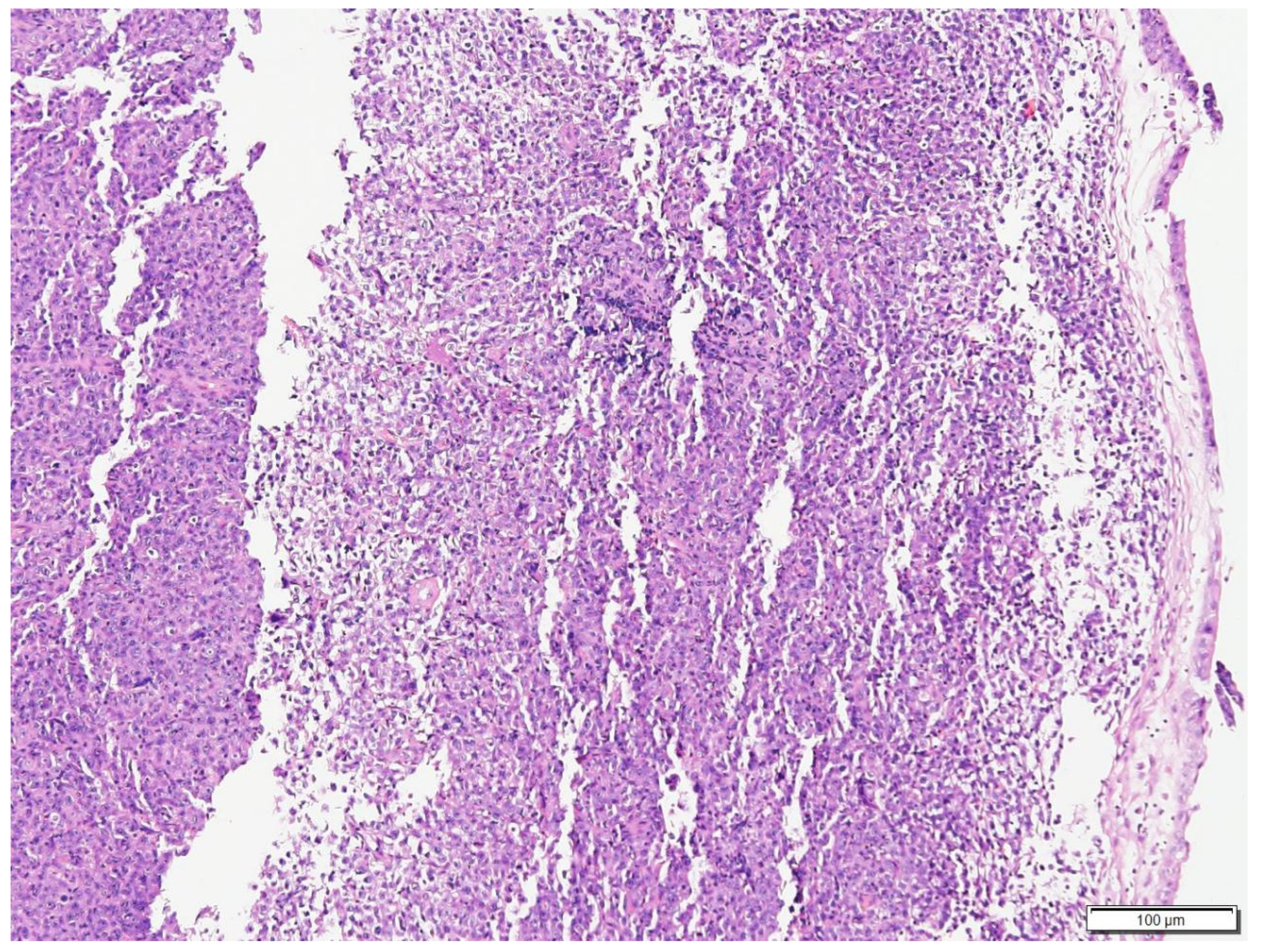 Prednisone dosage for online cats with lymphoma