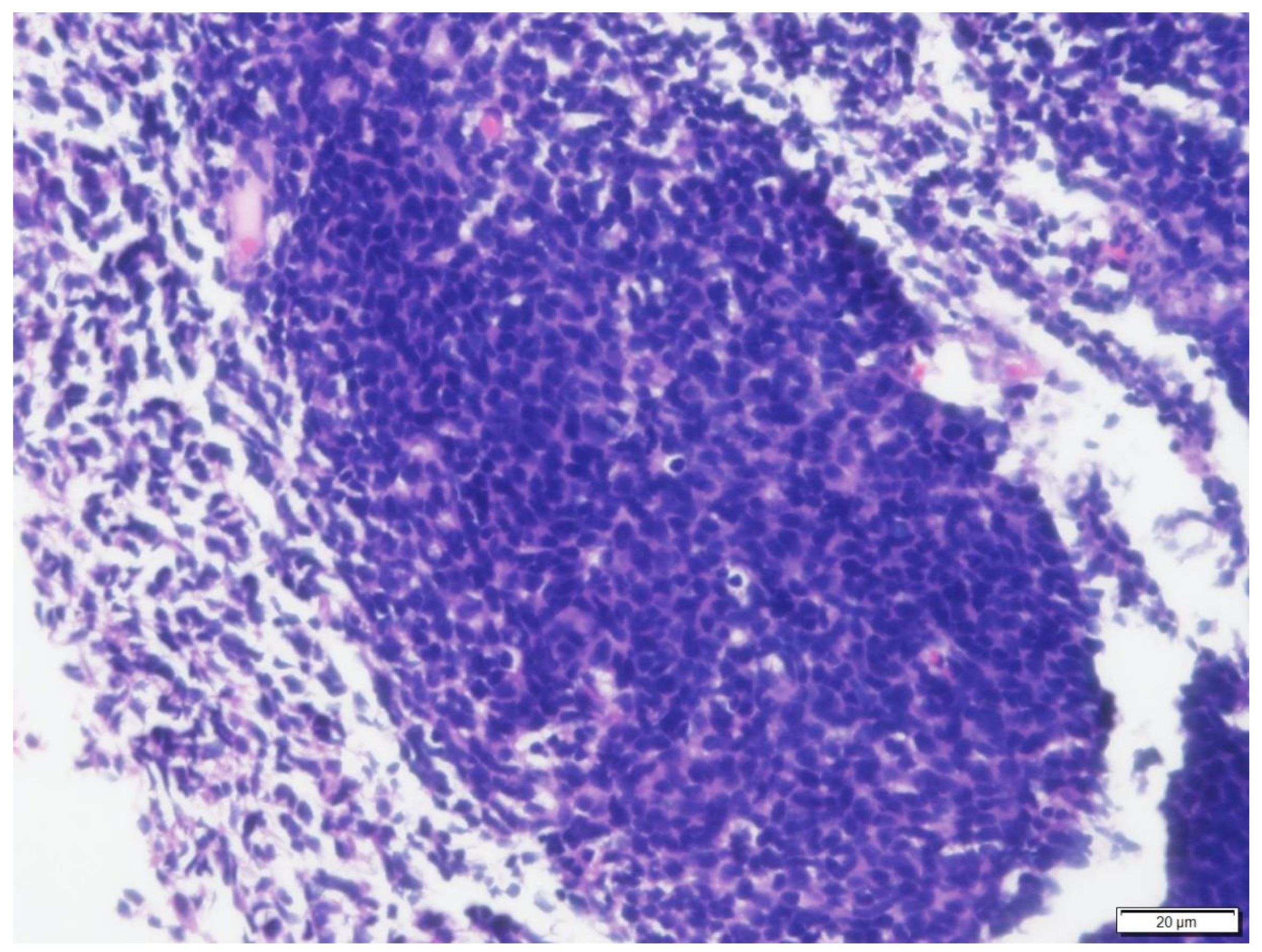 Vetsci 09 00472 g005 550