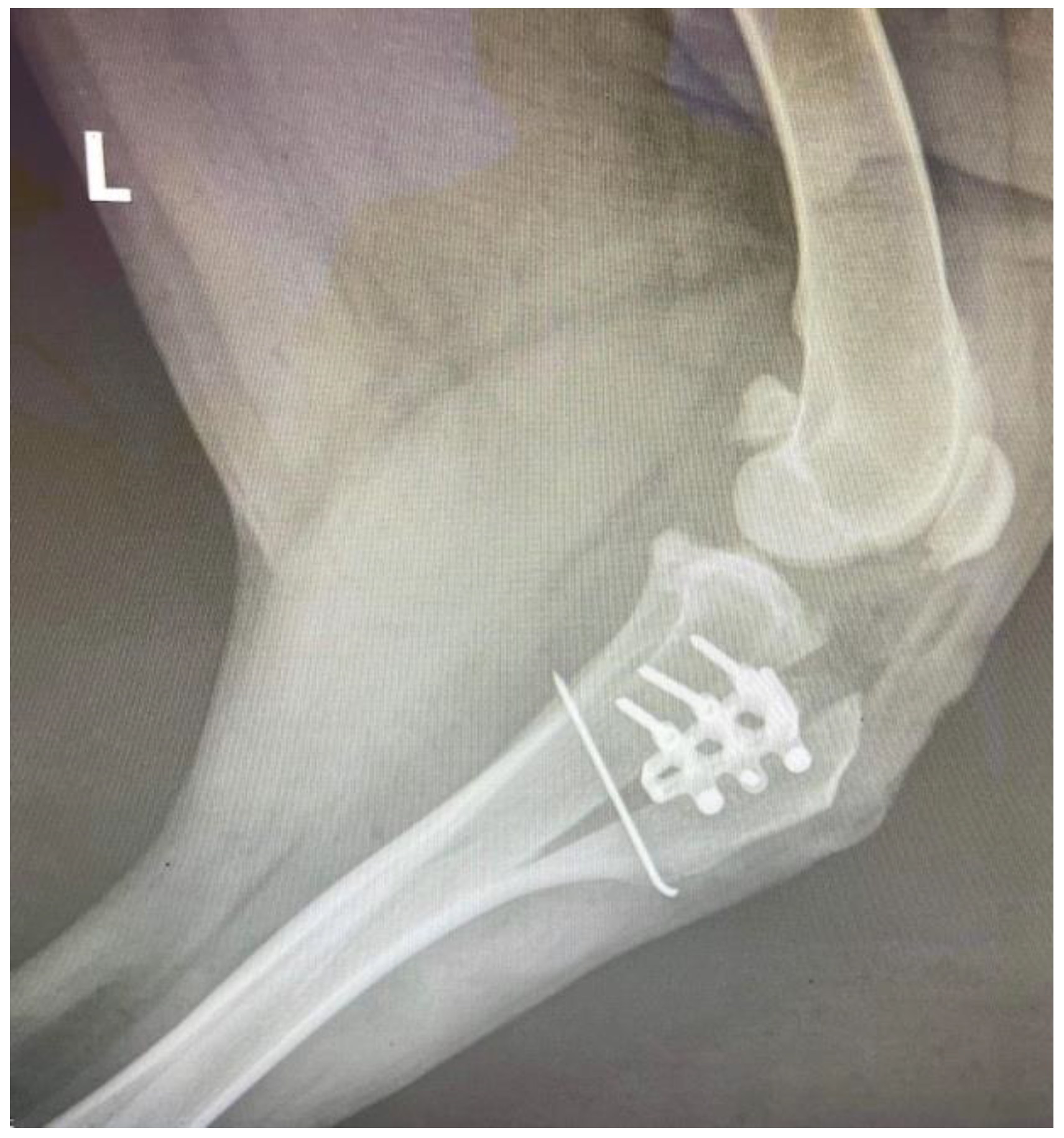 Vetsci 09 00476 g002