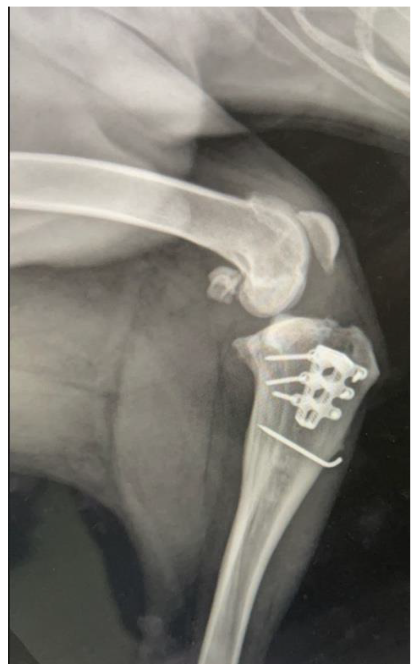 Vetsci 09 00476 g003