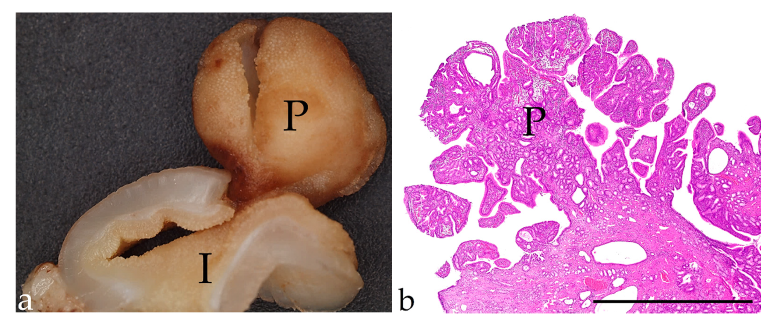 Vetsci 09 00477 g007 550