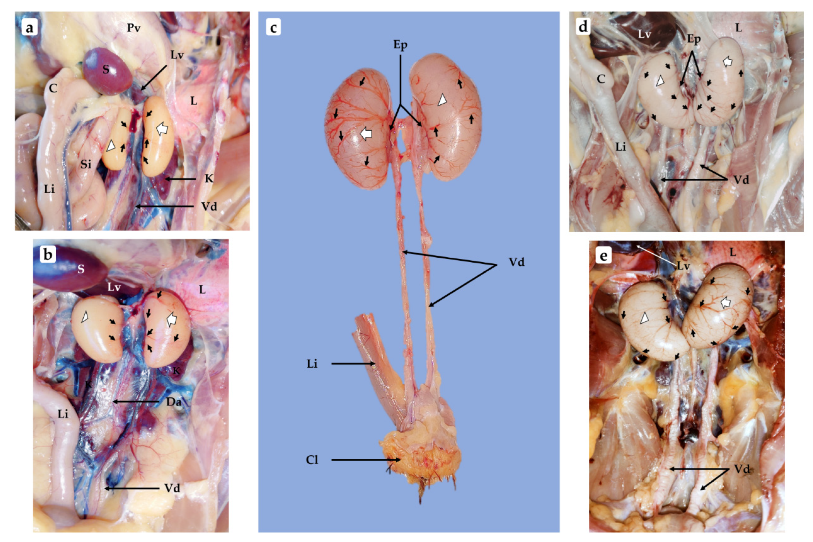 Vetsci 09 00485 g003 Vetsci 09 00485 g003