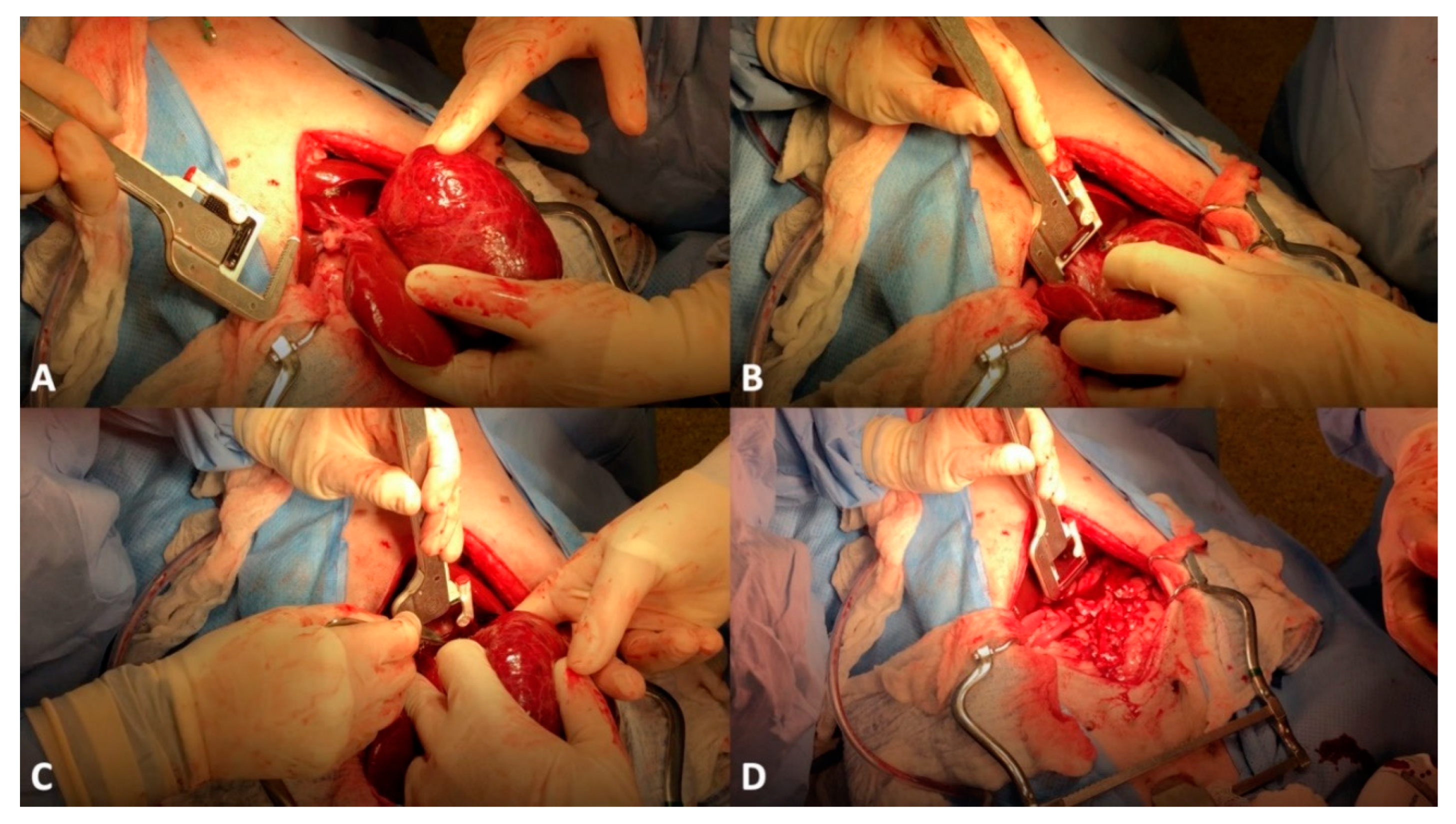 Vetsci 09 00489 g002