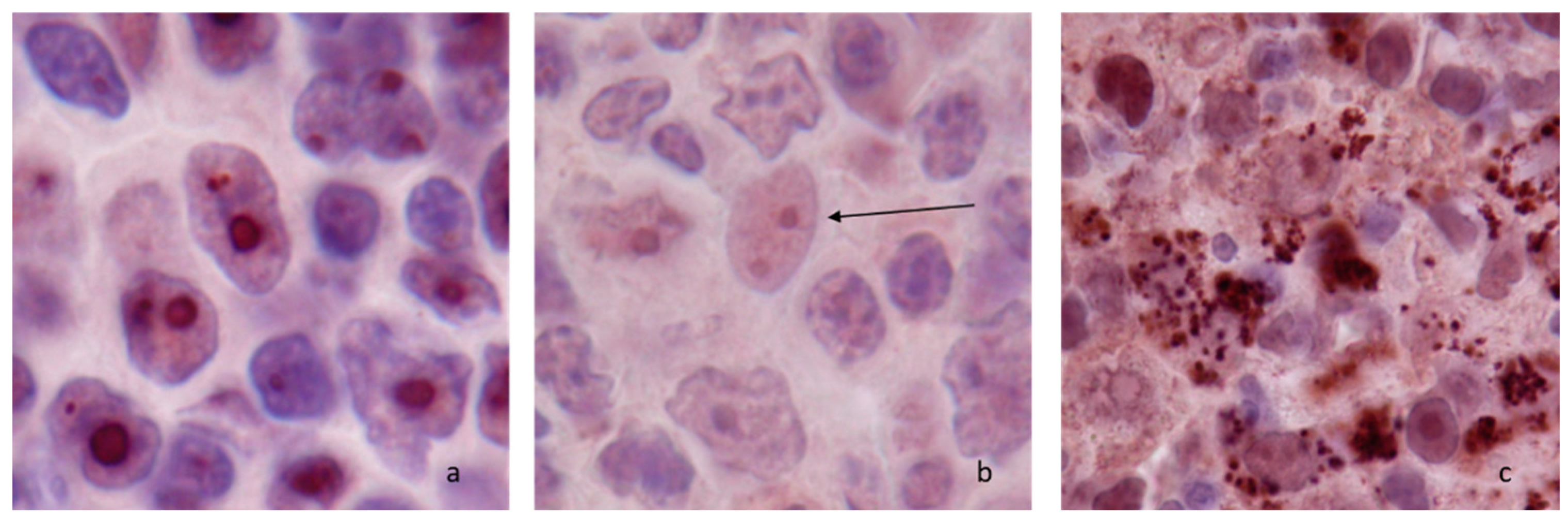 Vetsci 09 00494 g001 Vetsci 09 00494 g001