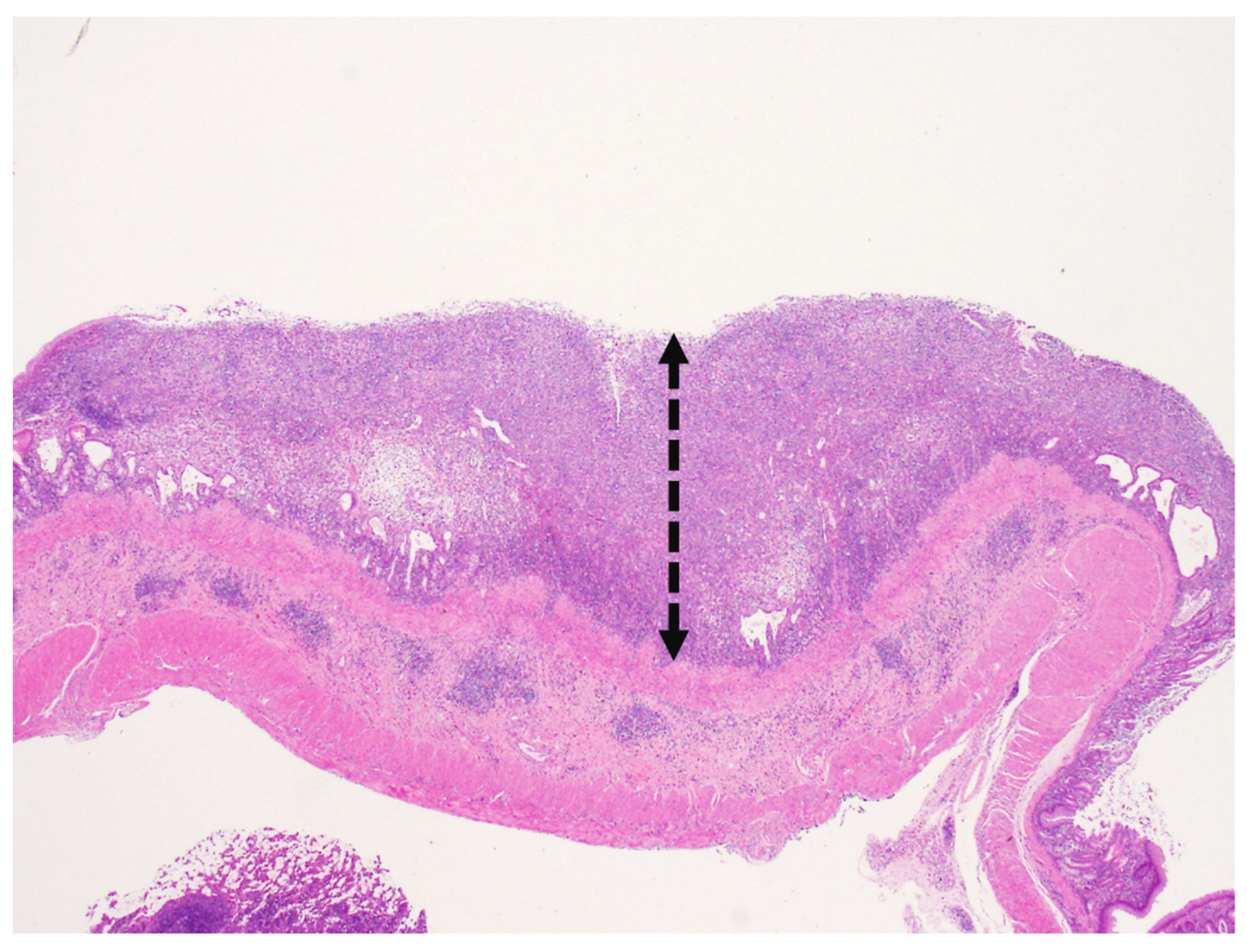 Vetsci 09 00497 g005