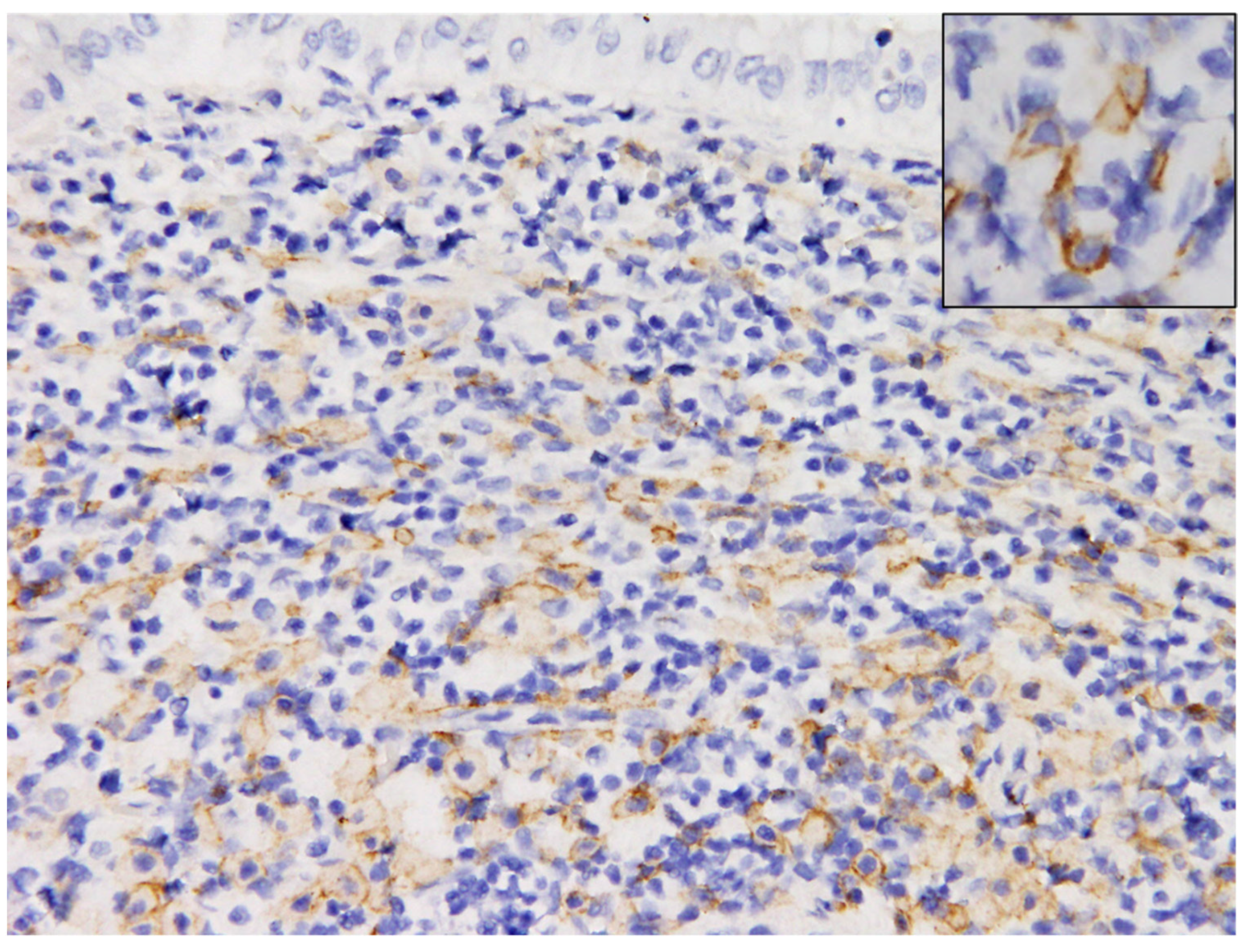 Vetsci 09 00497 g008