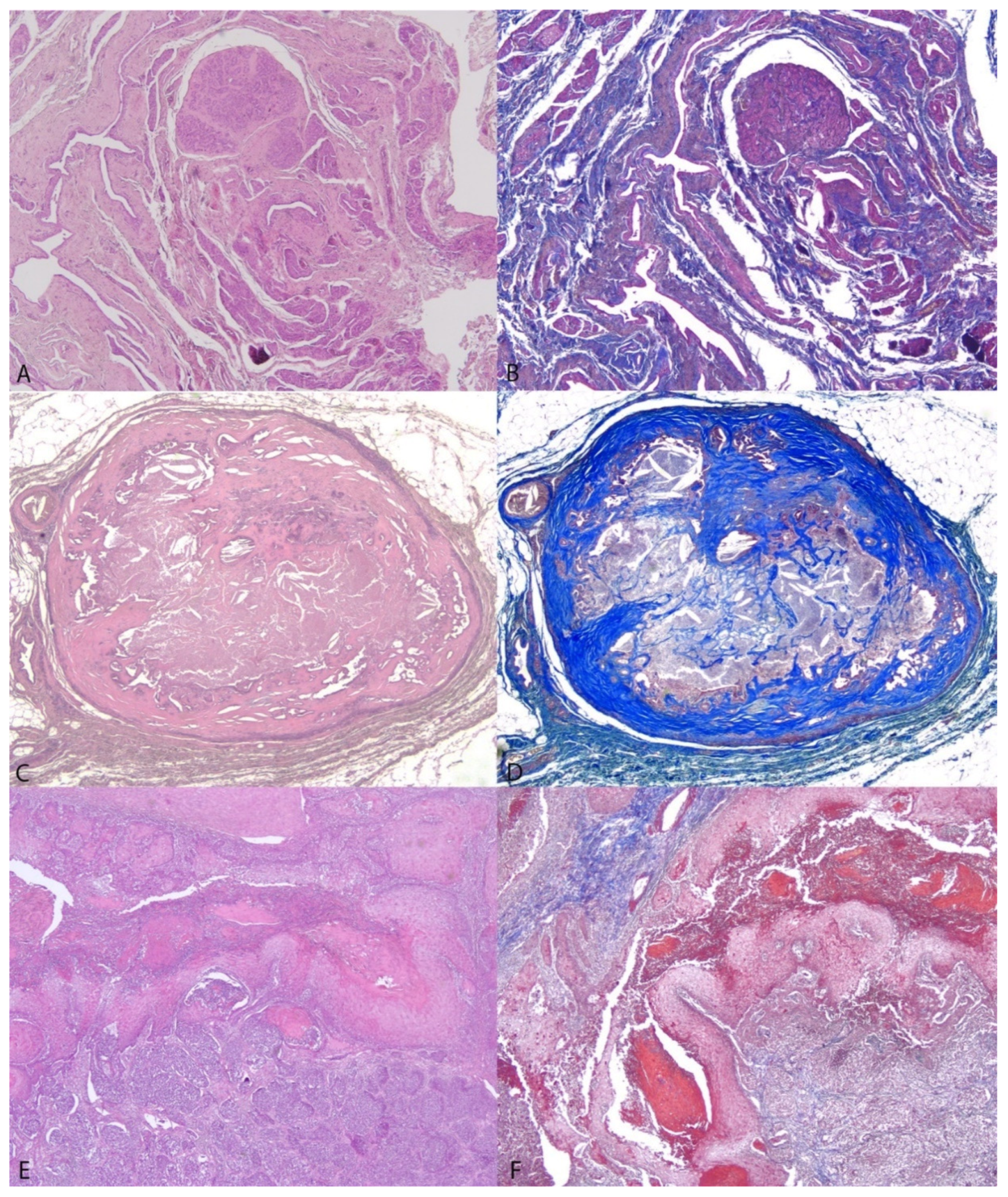 Vetsci 09 00506 g004