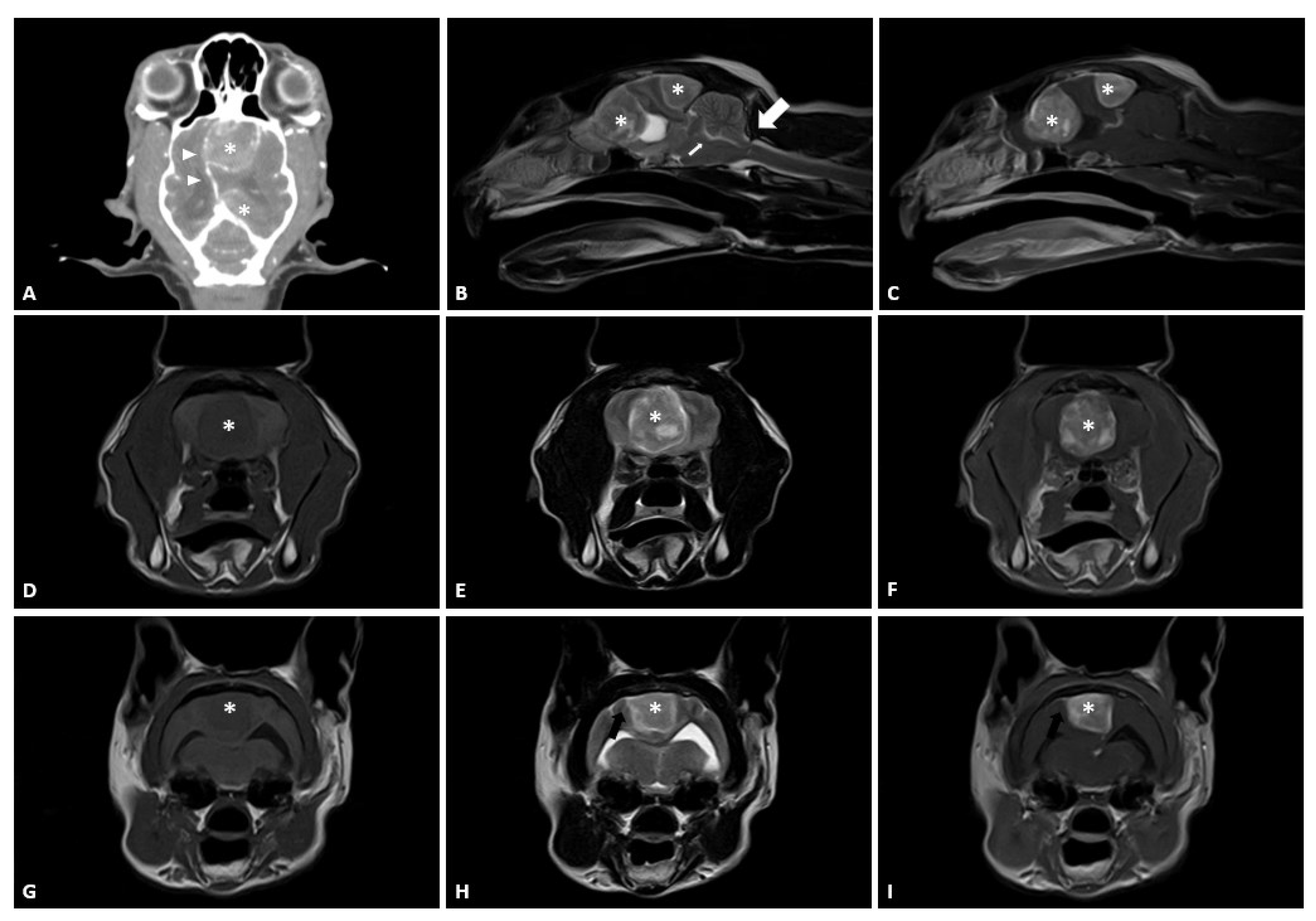 Vetsci 09 00512 g001