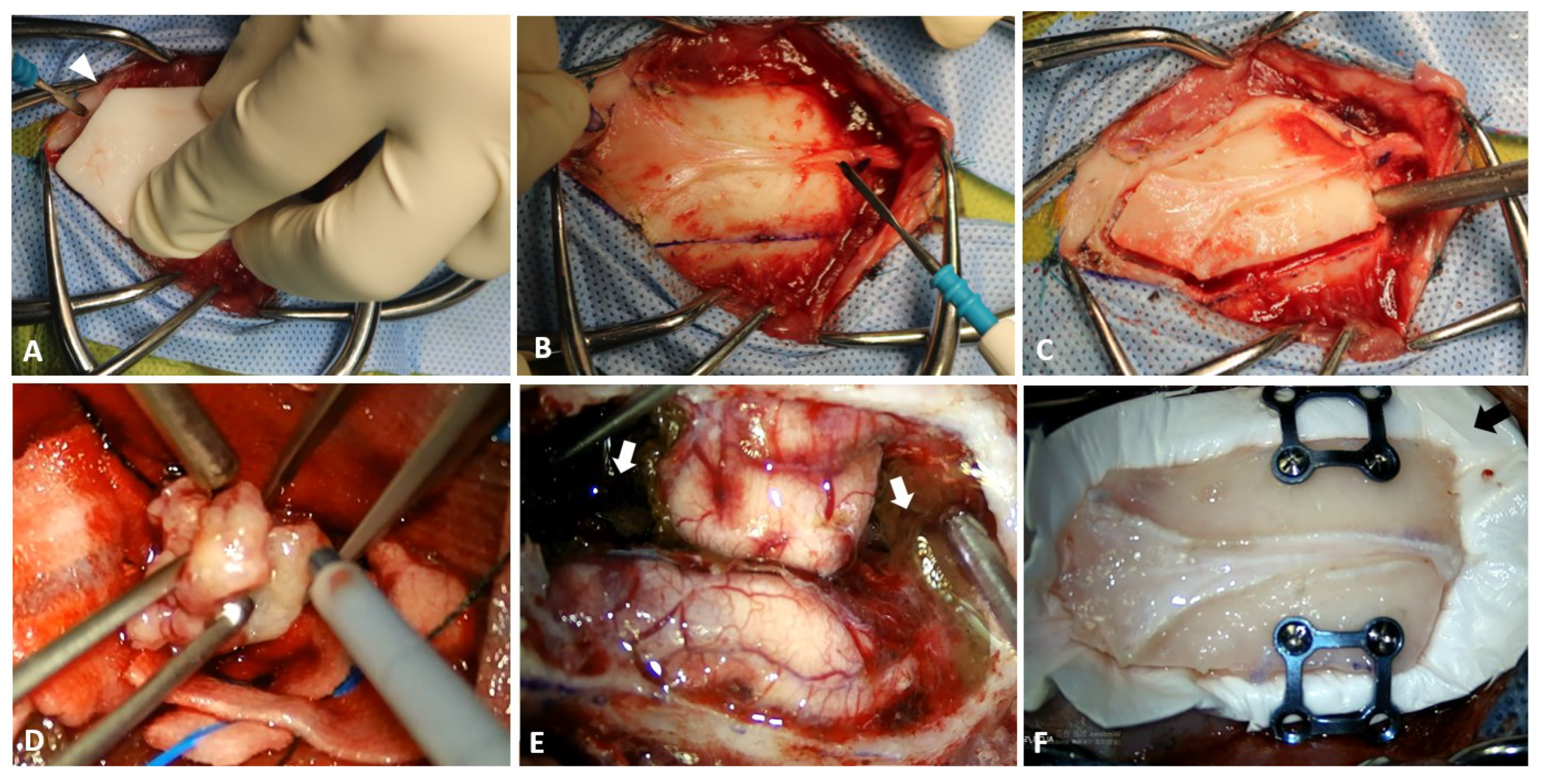 Vetsci 09 00512 g003